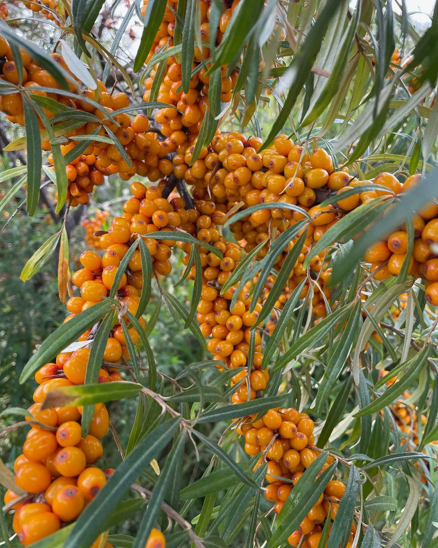 The 2024 Sea buckthorn season is NOW OPEN! Available for Pick-Your-Own, $5/pound and freshly picked/frozen for $12/pound at the &ldquo;home farm&rdquo; 4163 Perth Road 107, Shakespeare, directly neighbouring the Shakespeare Conservation Area and arou