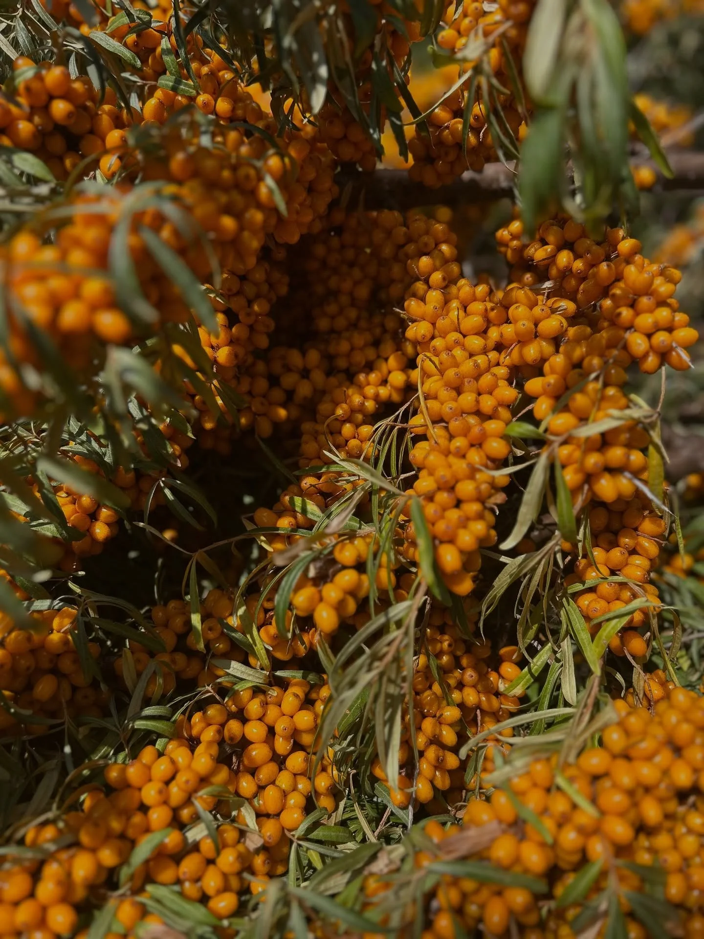 Delighted to announce the 2025 Sea Buckthorn Season is OPEN! 

Available for Pick-Your-Own, $5/pound and freshly picked/ frozen for $12/pound at the &ldquo;home farm&rdquo; 4163 Perth Road 107, Shakespeare, directly neighbouring the Shakespeare Conse