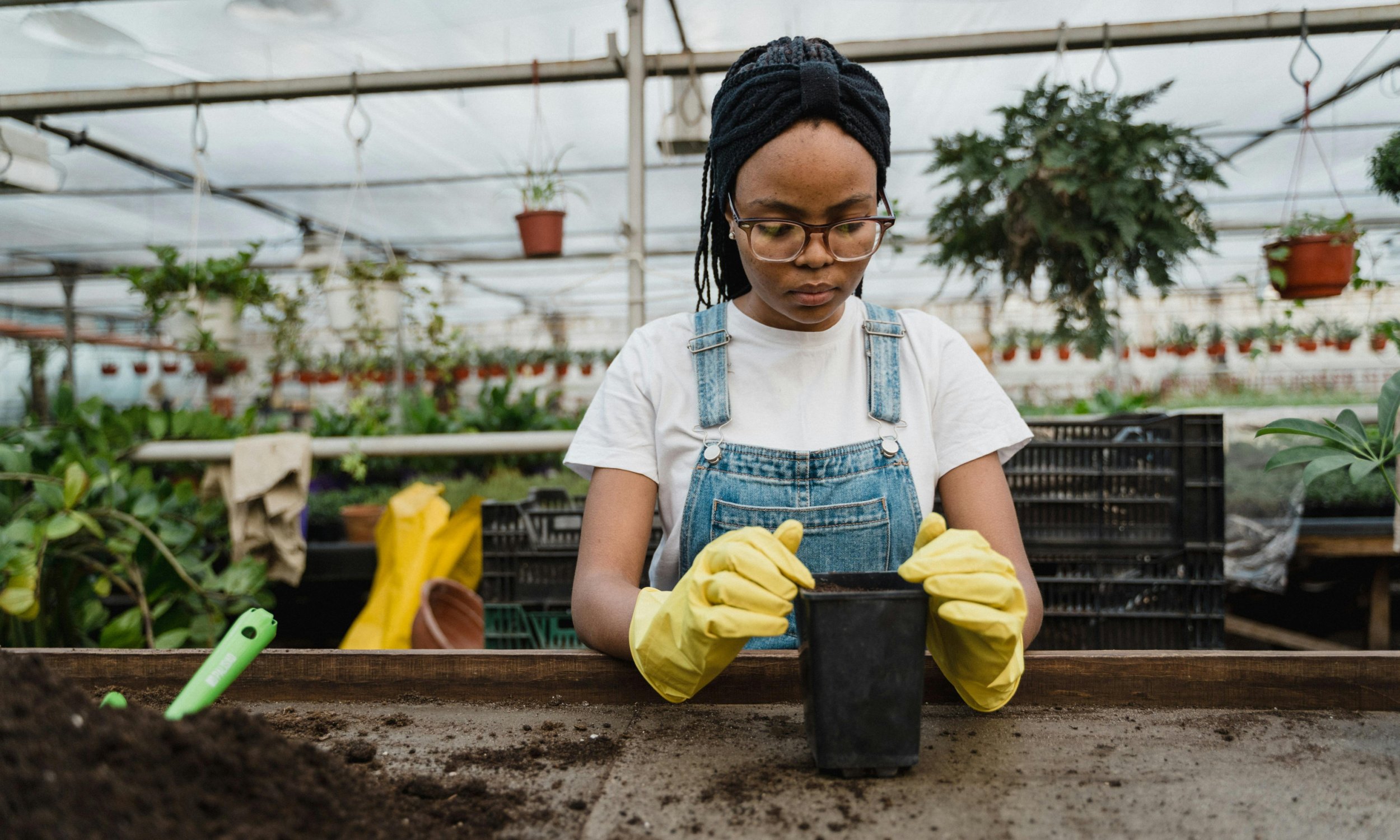 A young adult woman wearing glasses, a white t-shirt, denim overalls, and yellow gloves planting a seed in a black pot in a greenhouse.