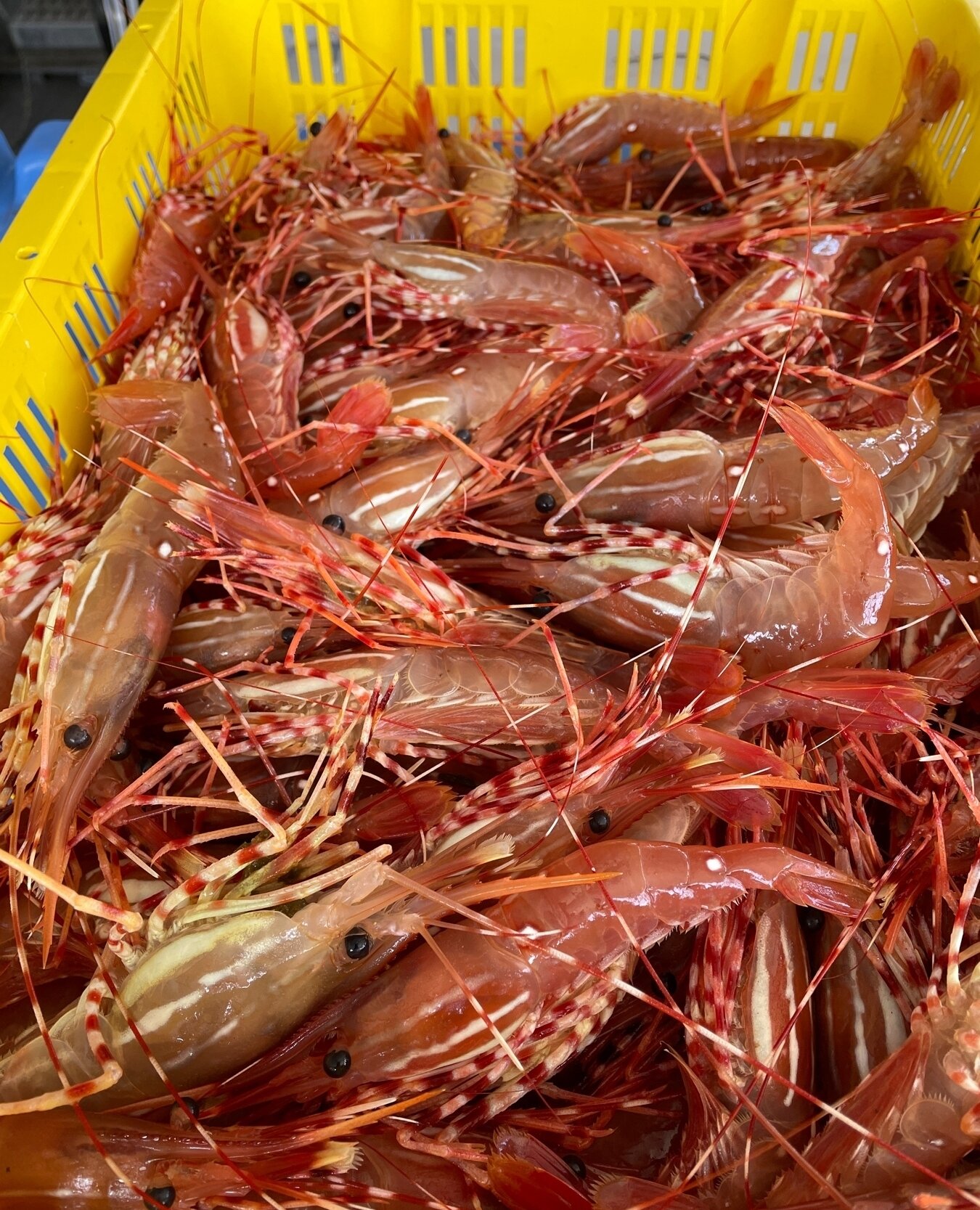🦐 Saturday Pre-Orders SOLD OUT for May 20th 🦐  There are still pre-orders available for mid-week dates and the rest of May Long Weekend. Reserve now to avoid disappointment! 🍤 ⁠
⁠
#bcspotprawns #spotprawns #seafood #prawnslover #prawnlover #prawnd