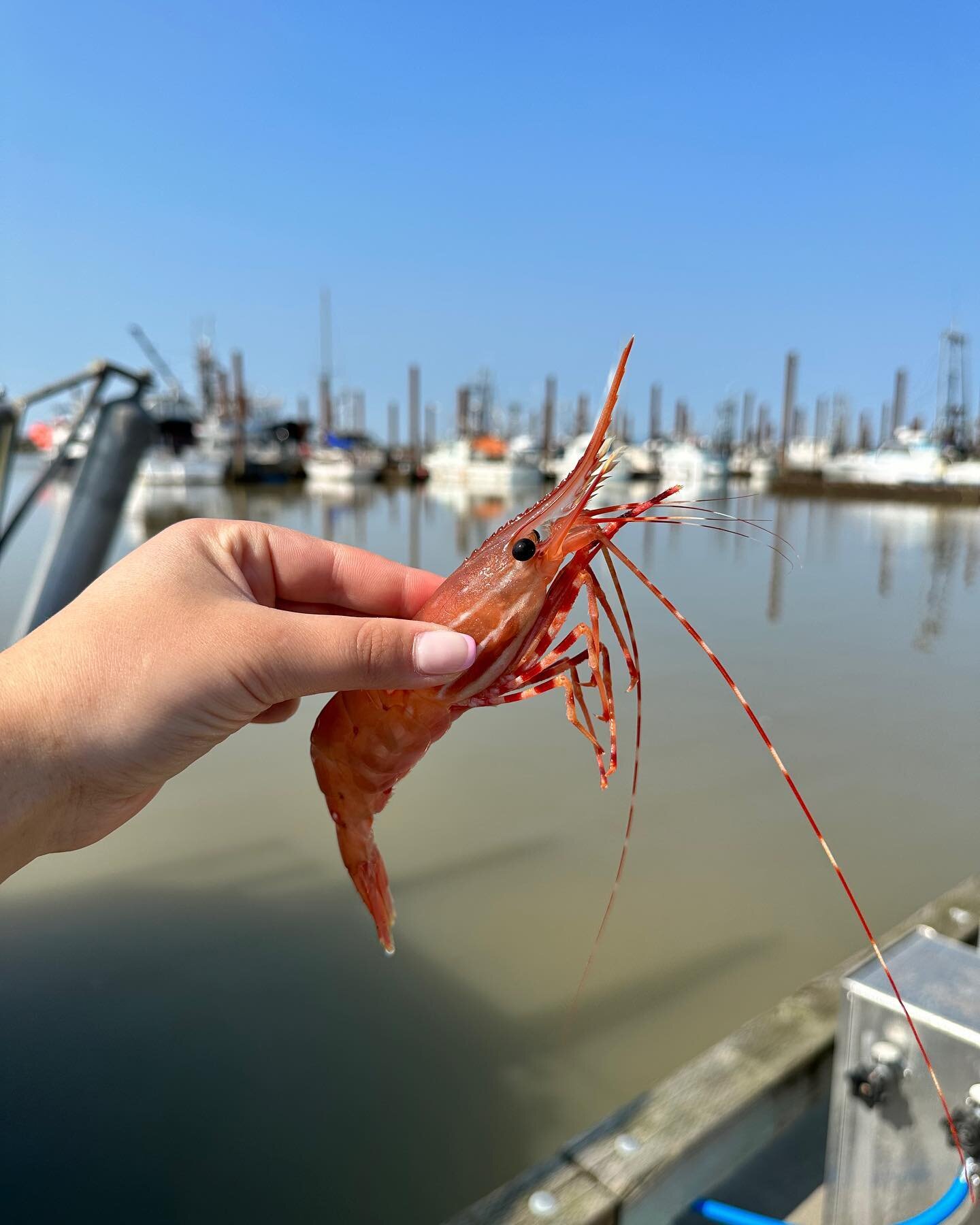 We are OPEN 🦐🦐🦐 It&rsquo;s a beautiful day to kick off #BCSpotPrawns dock sales in Steveston ☀️ come on down and say hi, it&rsquo;s been too long!