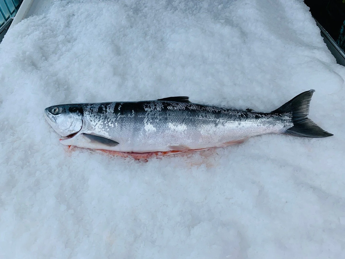 🐟 SOCKEYE SALMON 🐟  June 20th &amp; 21st ⁠
⁠
Sockeye salmon are here! Pre-order now to enjoy some of the freshest fish of the season!⁠
⁠
Each salmon is approximately 3 to 4 pounds, priced at $10 per pound. That means most fish will range between $3