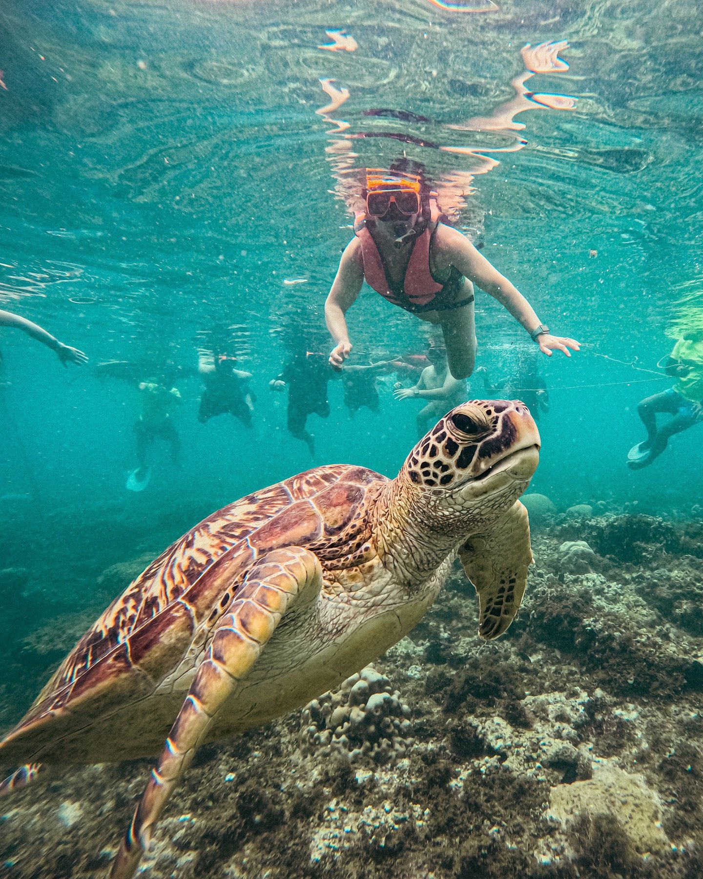 Philippines part 2 🇵🇭

🐢 Snorkeling with sea turtles

💦 Hiking through waterfalls

🍌 Bananacue (basically every kind of fried banana on a stick)

🐟 Our top 5 most delicious seafood dinner of all time 

We capped off our adventurous Philippines 