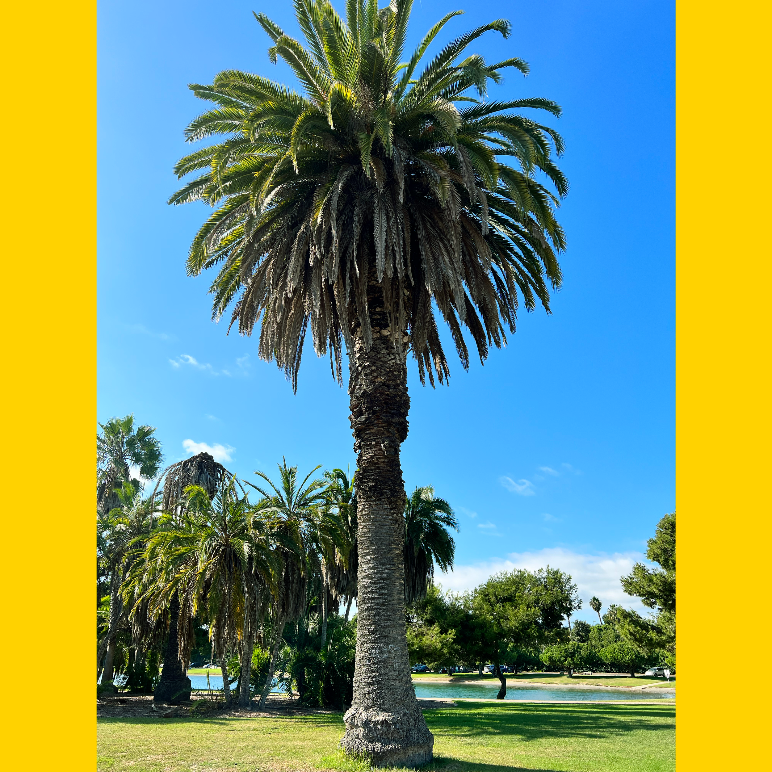 I love palm trees and nature