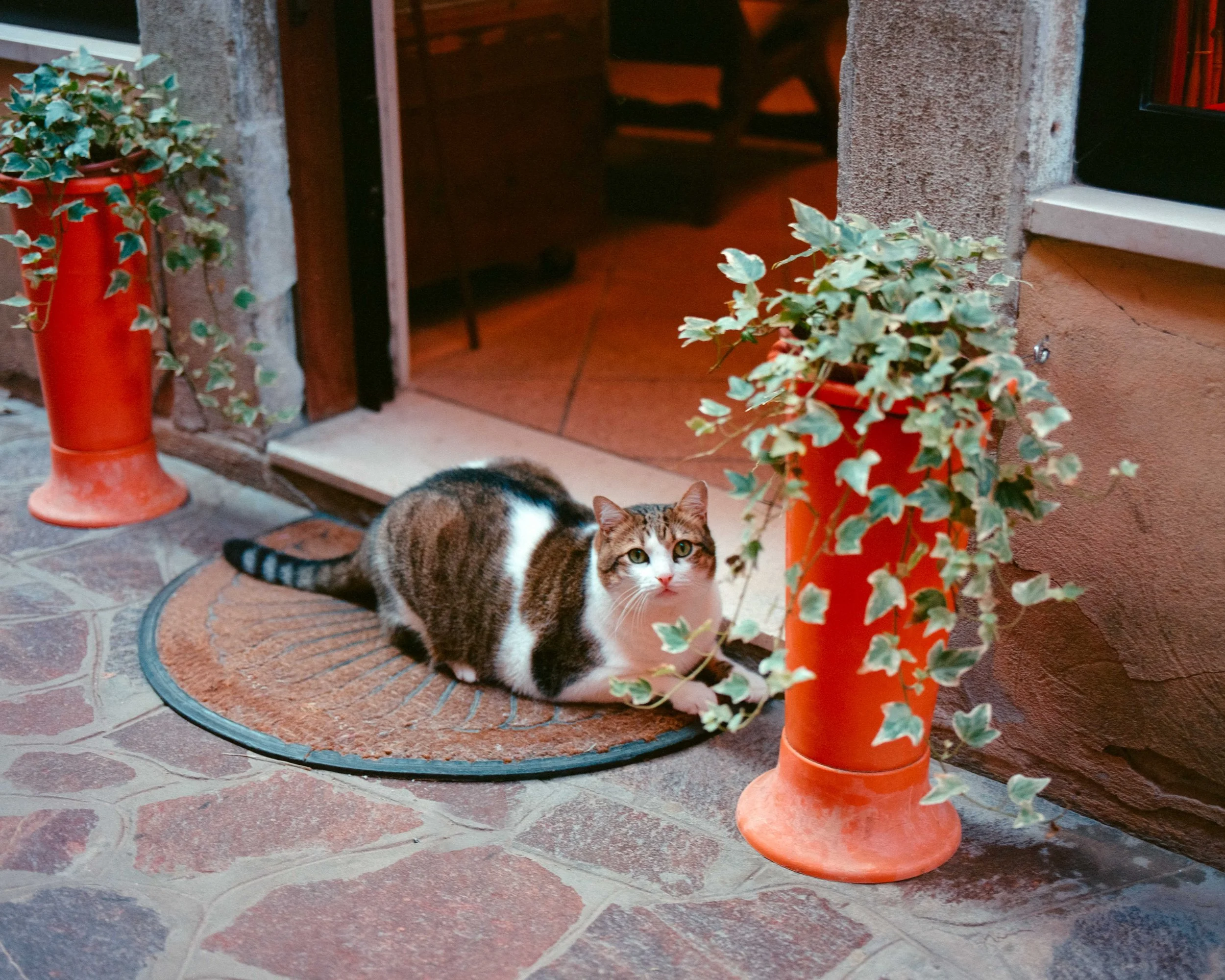 Pets italy-3.JPG