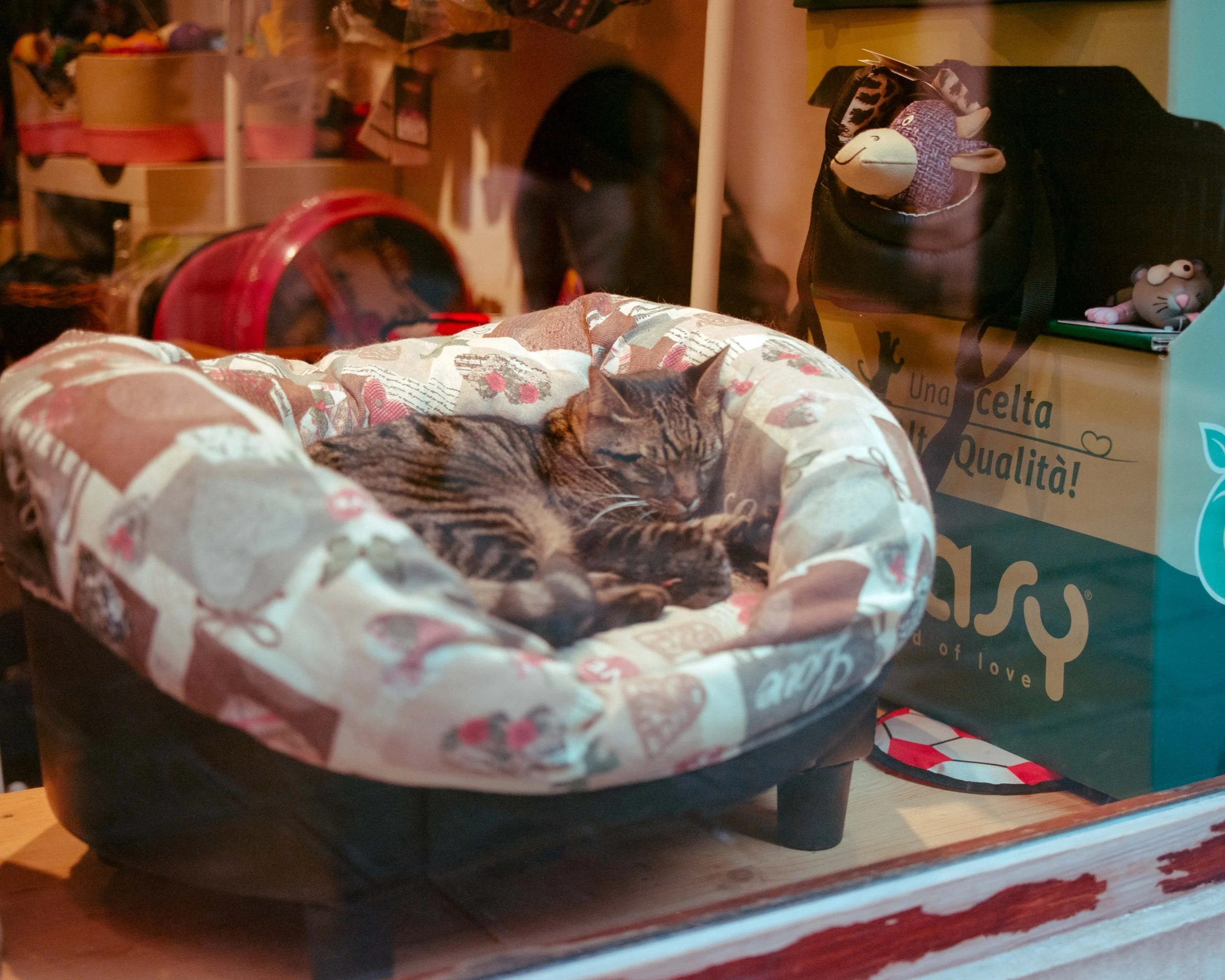Pets italy-2.JPG