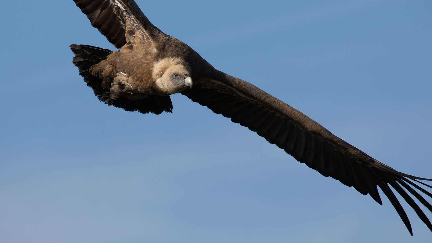 vautour fauve+salva fauna+france (1).jpg