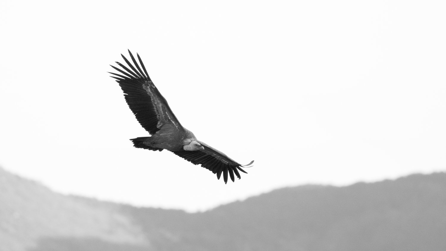 vautour fauve+salva fauna+france (2).jpg