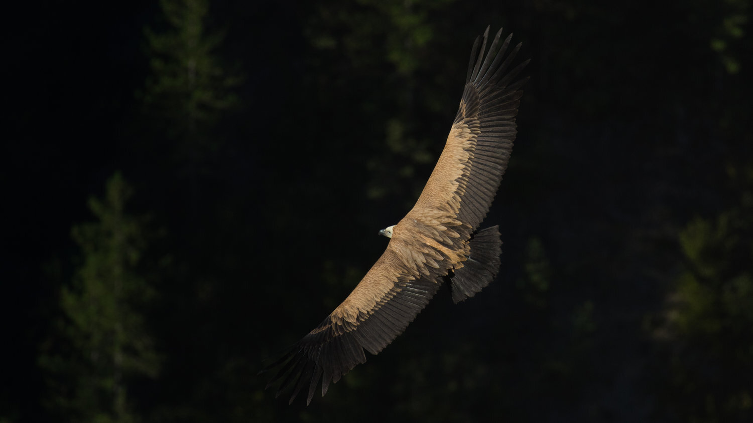 vautour fauve+salva fauna+france (4).jpg