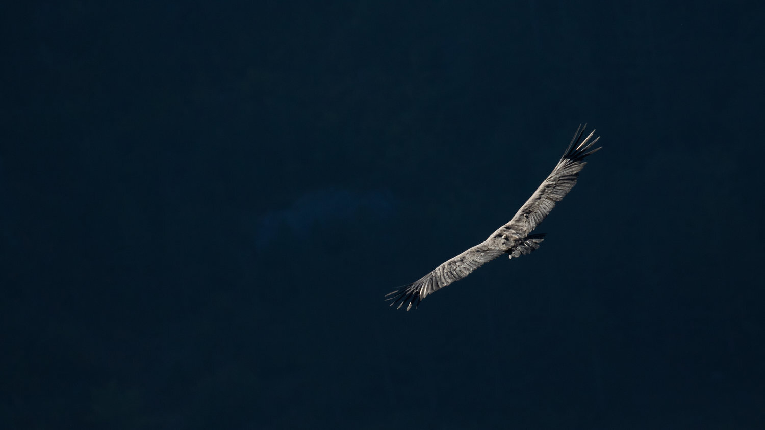 vautour fauve+salva fauna+france (5).jpg