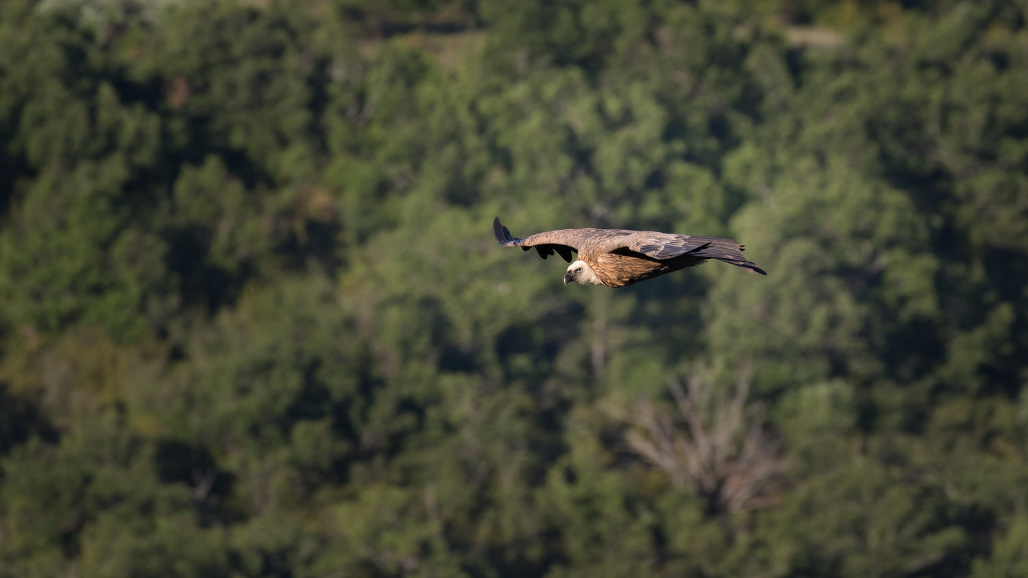 vautour fauve+salva fauna+france (7).jpg