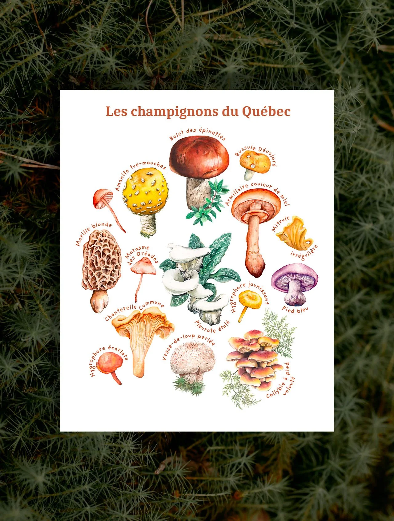 Les champignons du Québec | affiche 8x10 pouces