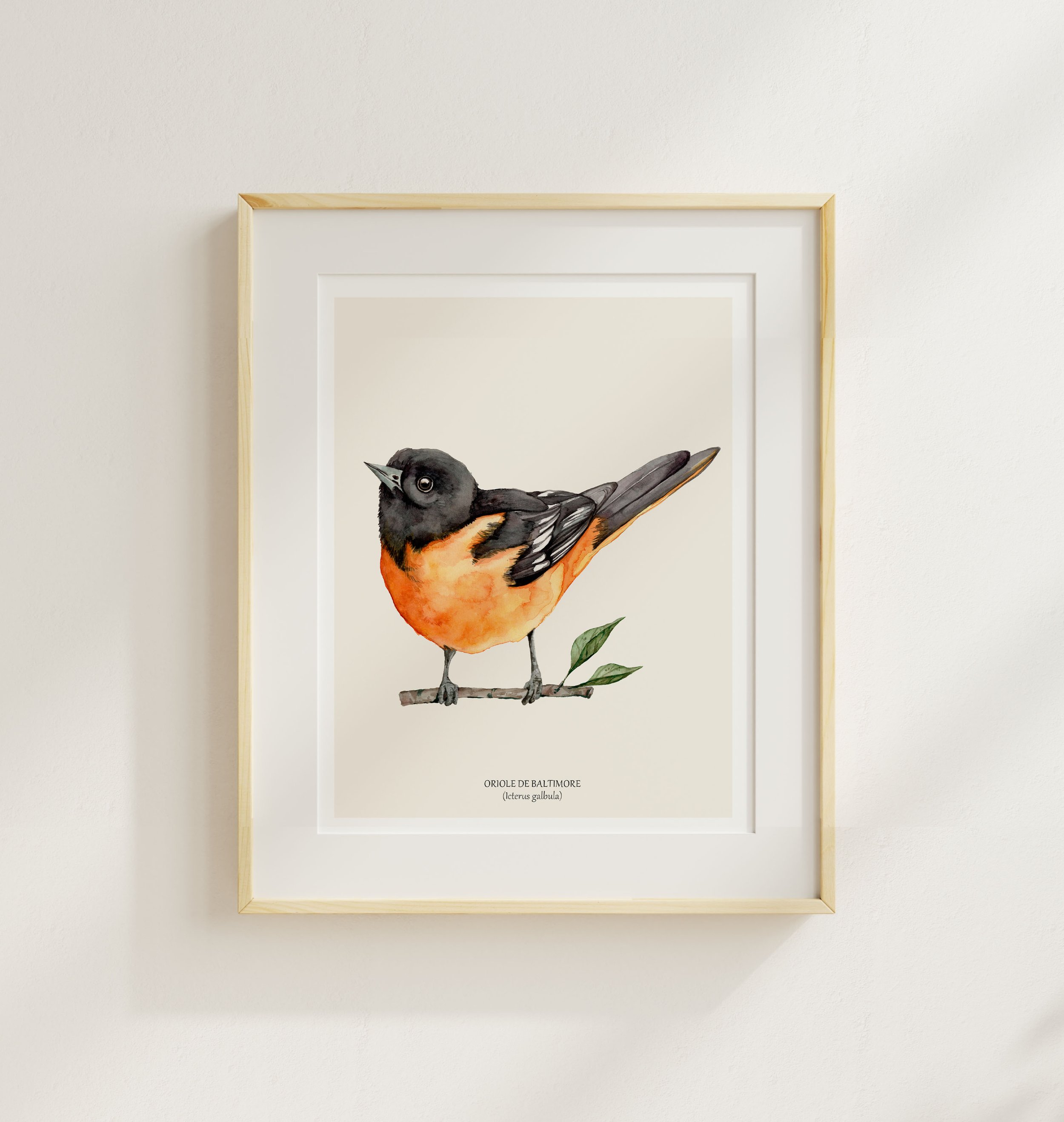 Oriole de baltimore cadre.jpg