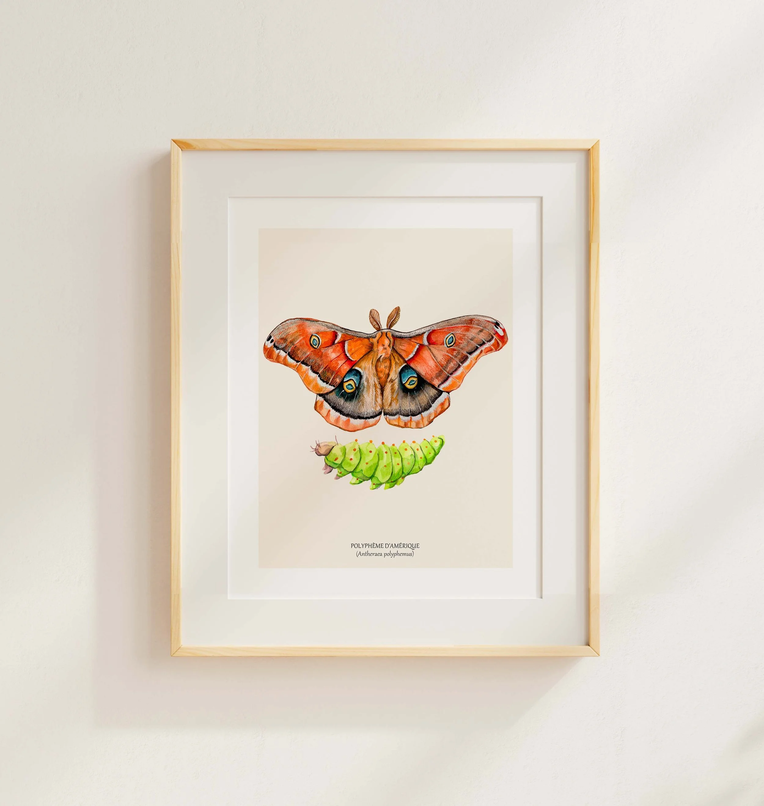 Papillon polyphème cadre.jpg