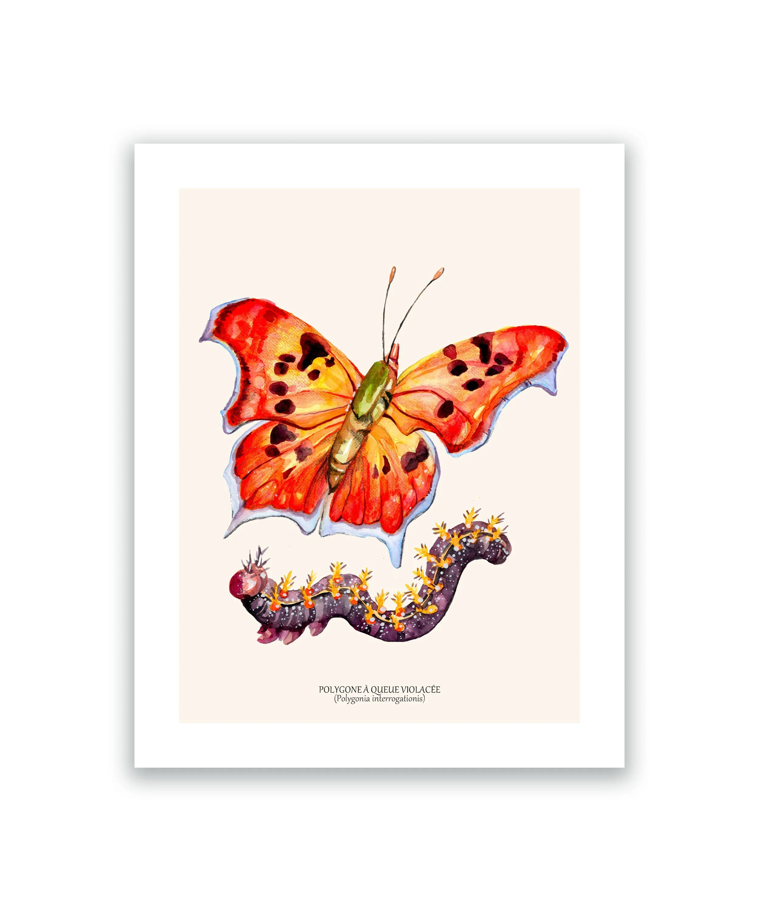Papillon polygone cadre blanc.jpg