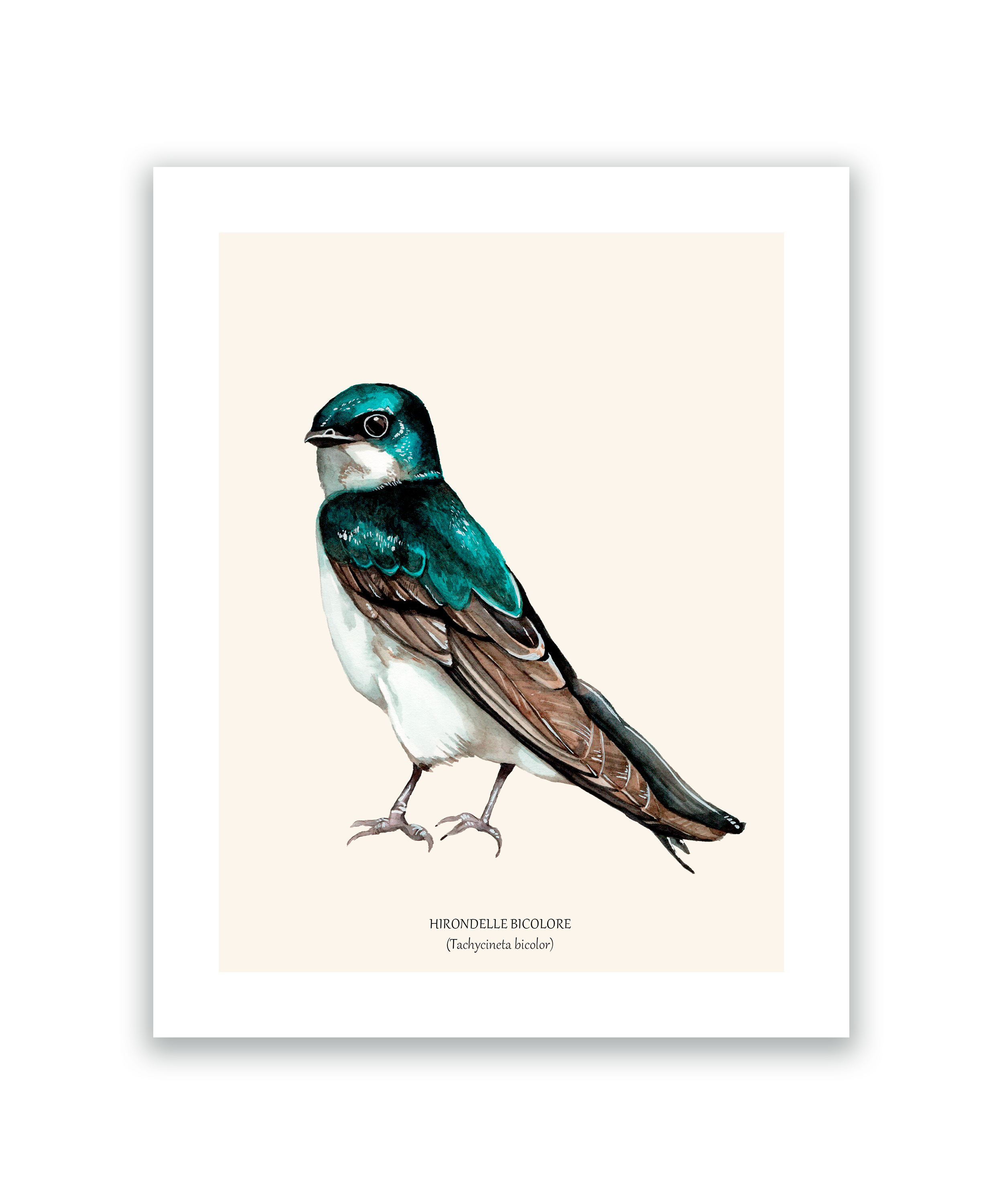 hirondelle bicolore.png