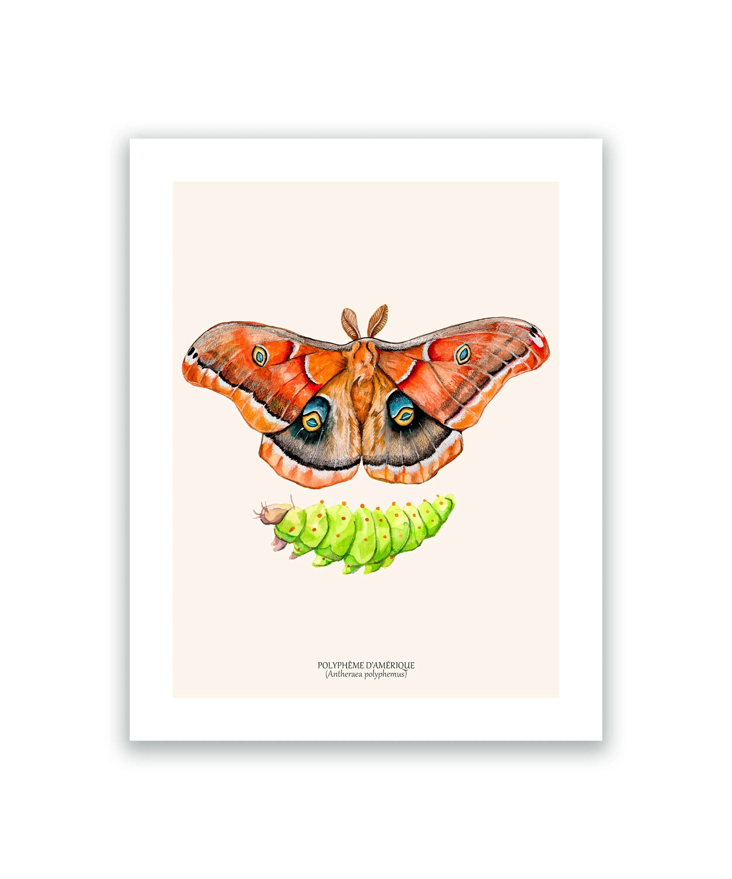 Papillon polyphème cadre mockup blanc.jpg