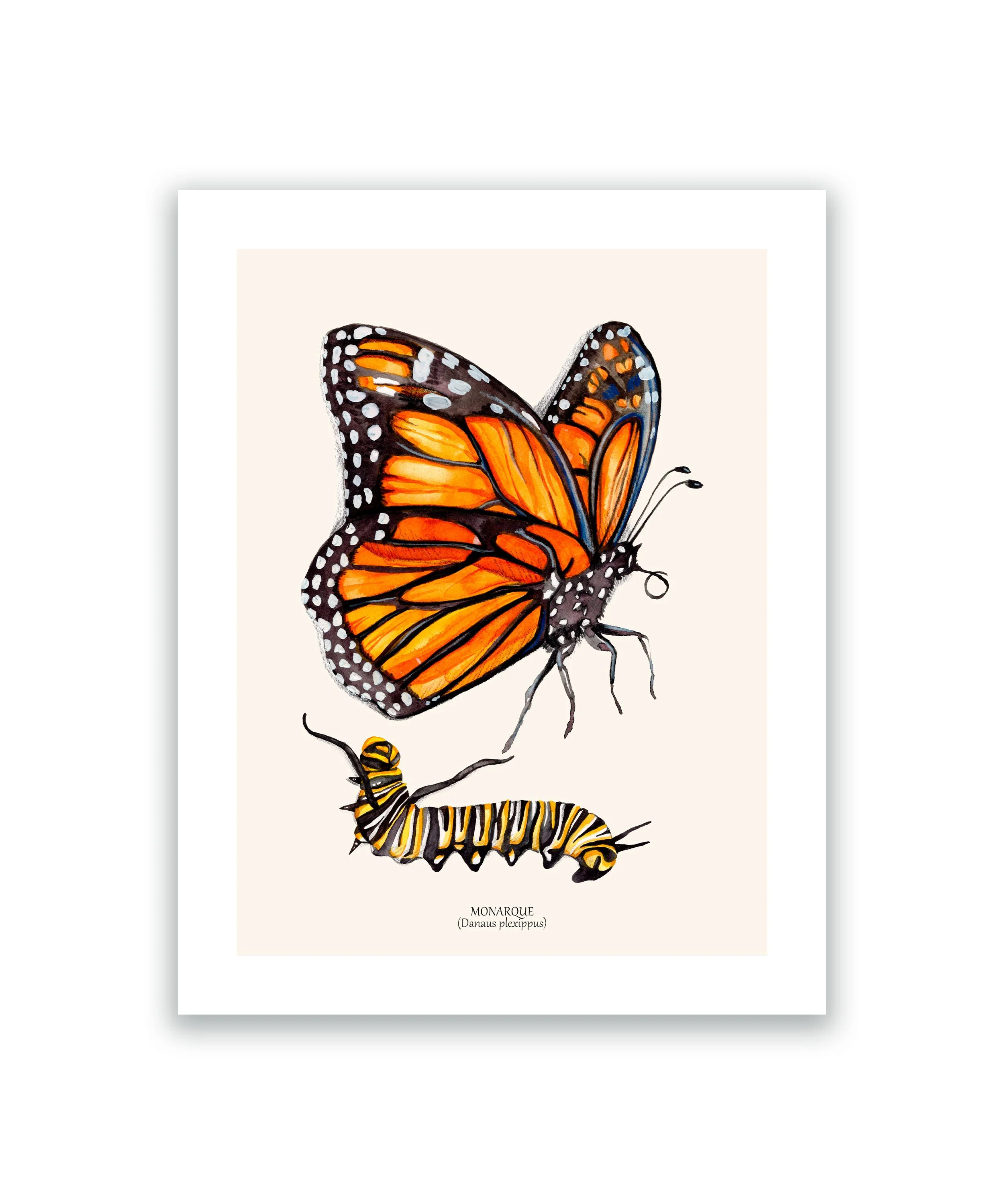 Papillon monarque cadre blanc.jpg