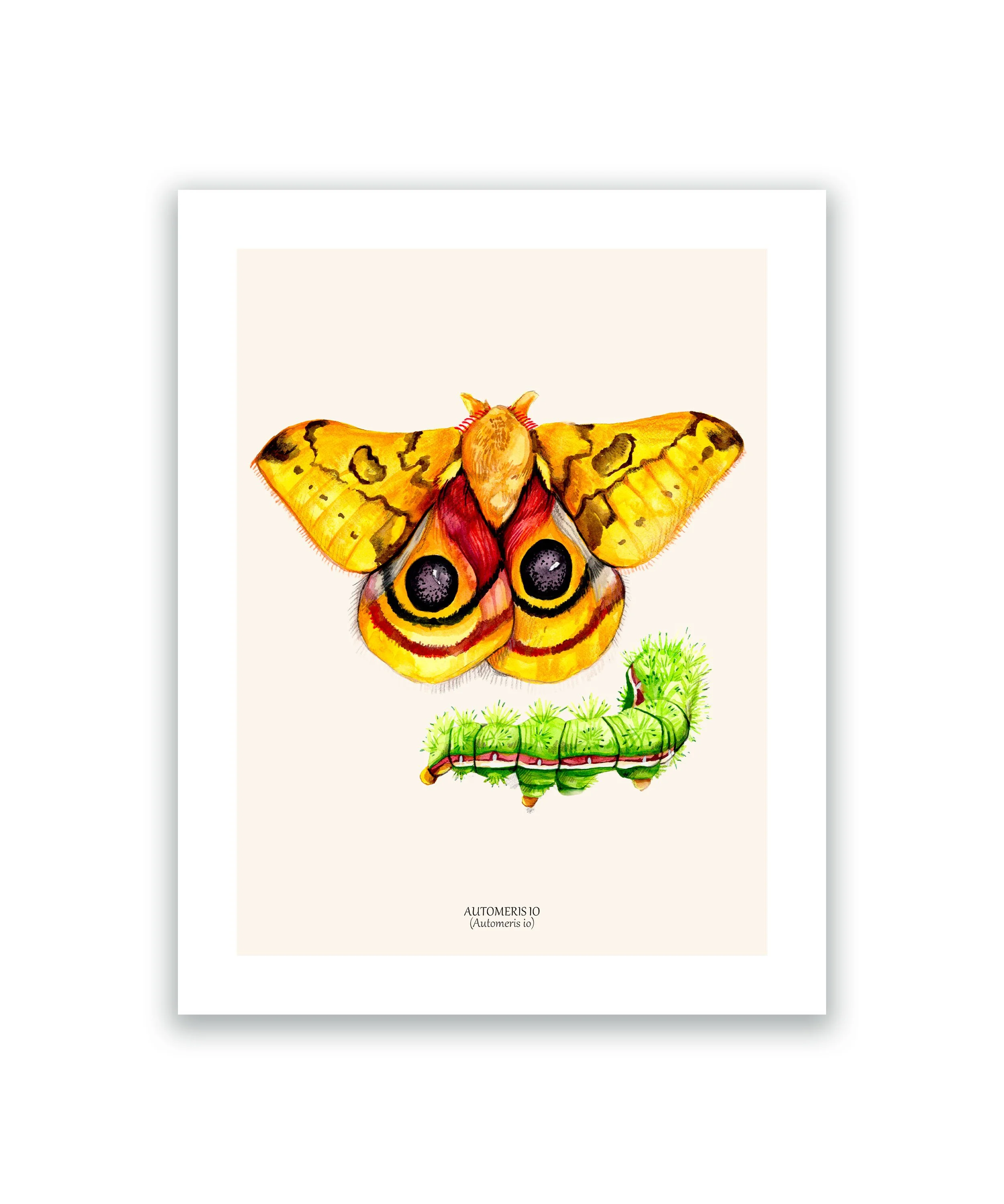 Papillon automeris cadre mockup blanc.jpg