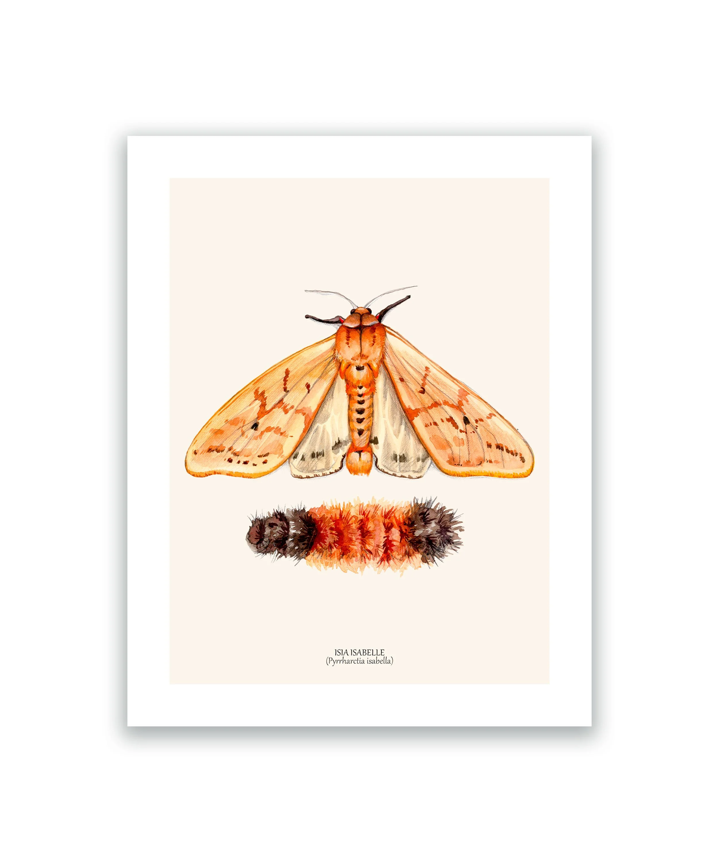 Papillon isia isabelle cadre mockup blanc.jpg