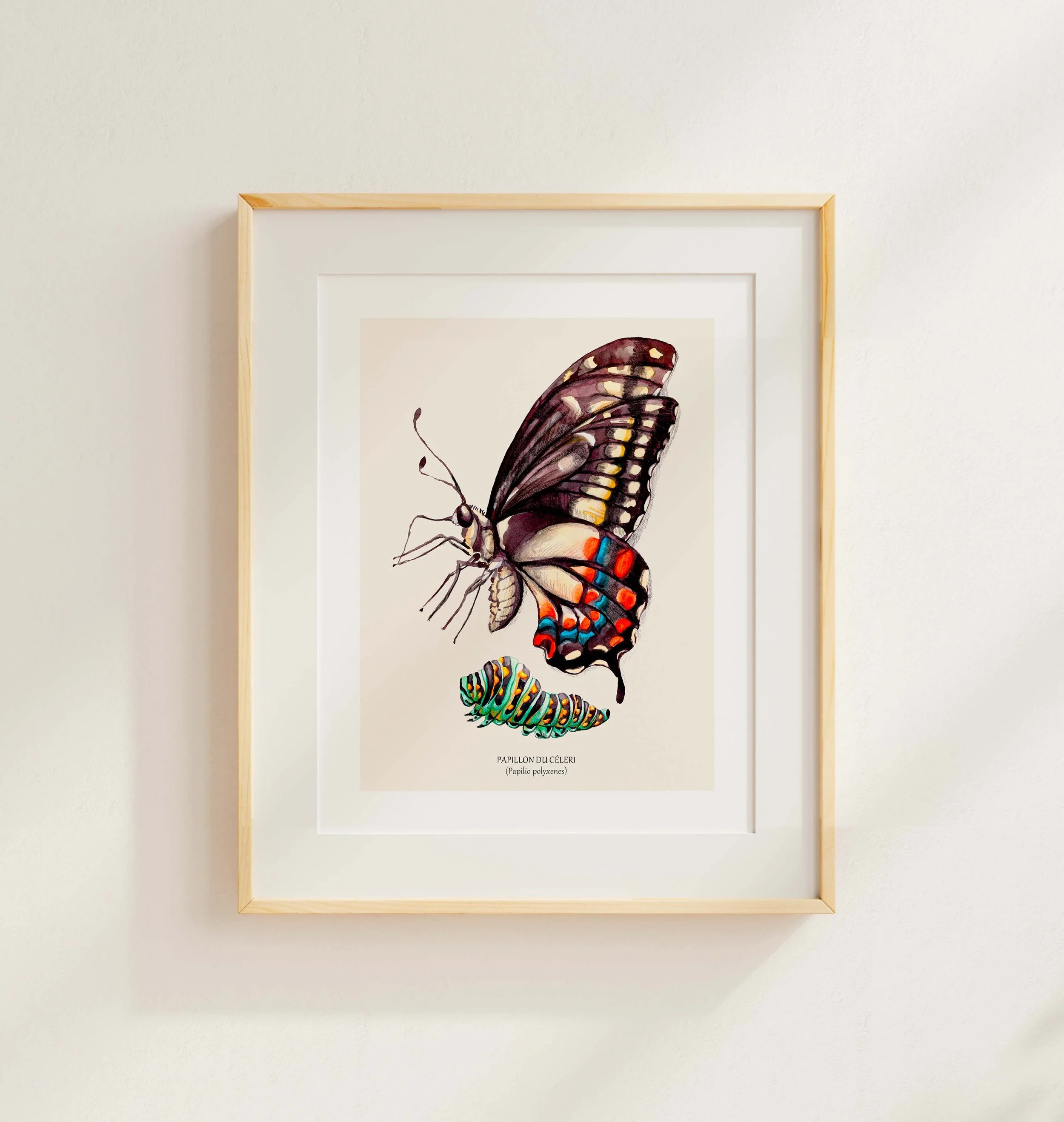 Papillon du céleri