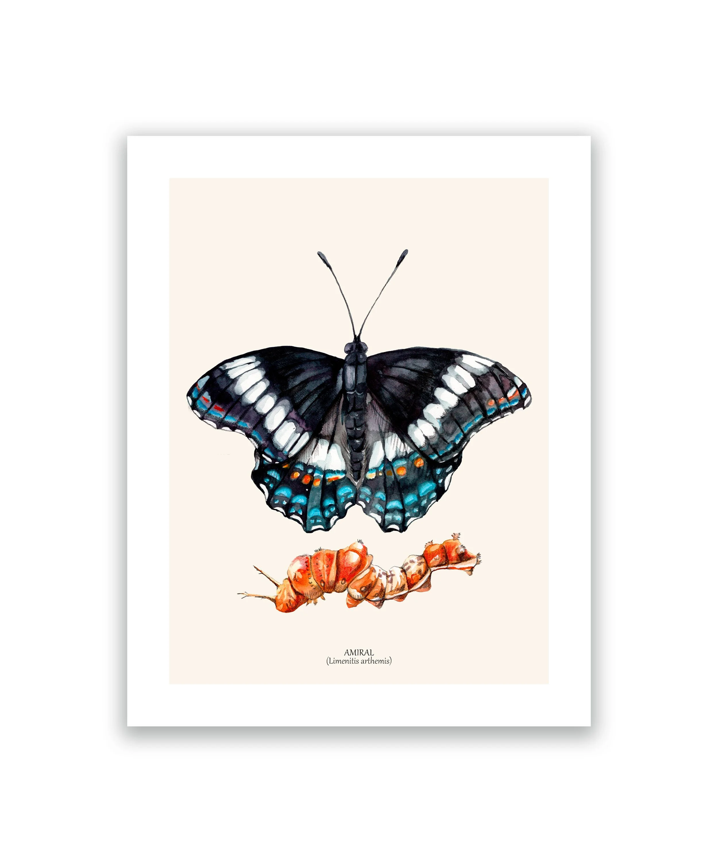 Papillon amiral cadre mockup blanc.jpg