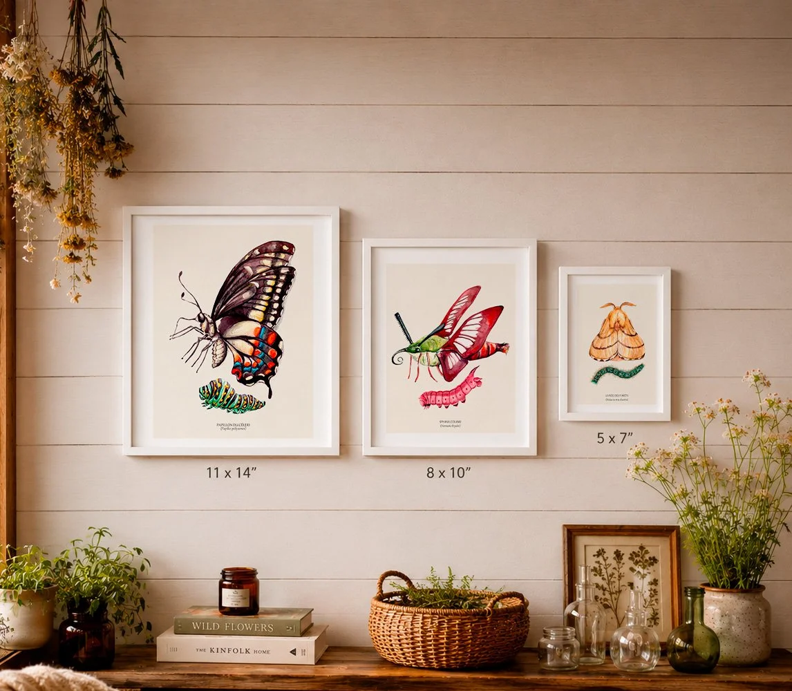 céleri-livrée des forets-sphinx colibri mockup tailles cadres.jpg