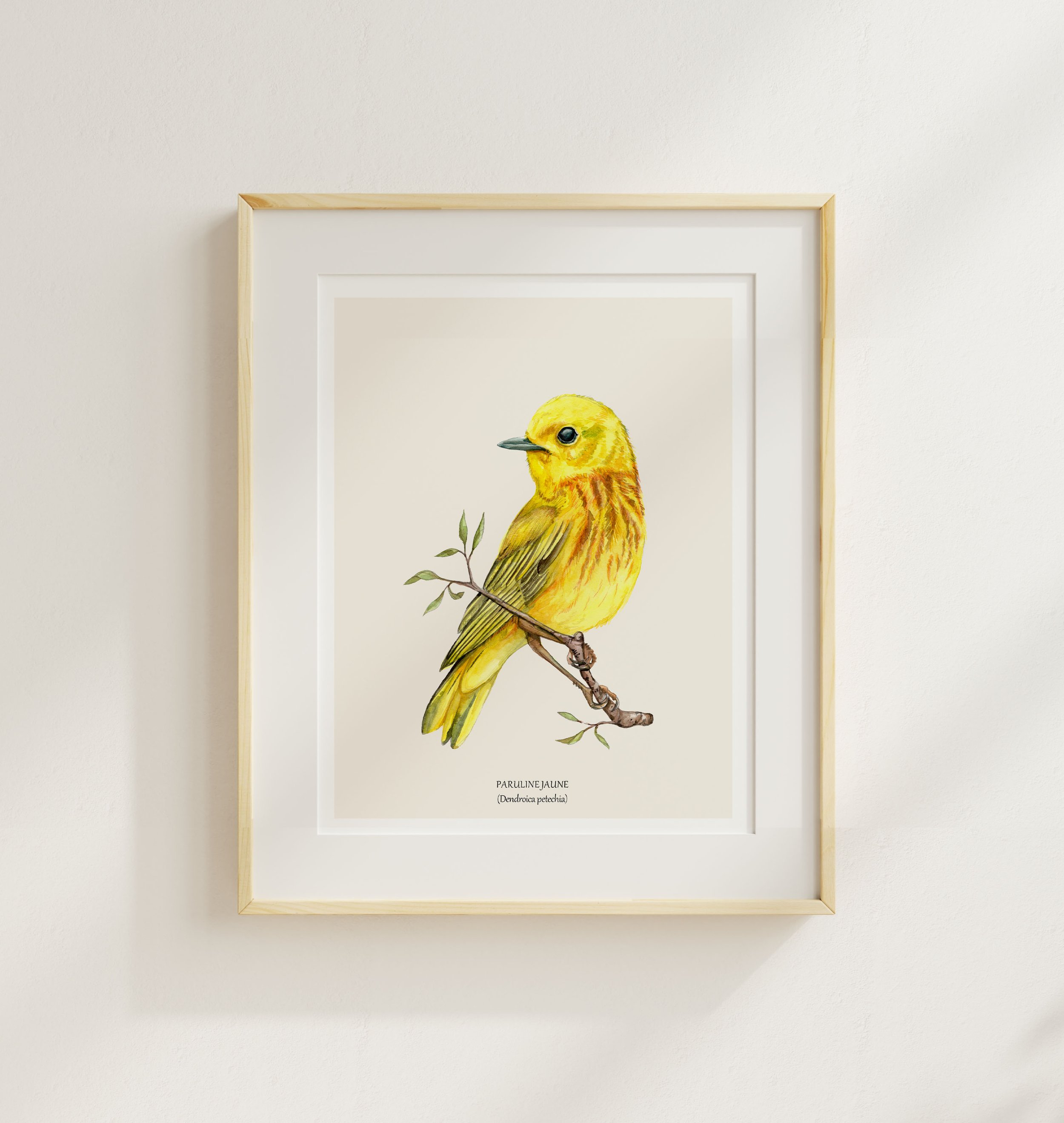 PAruline jaune cadre.jpg