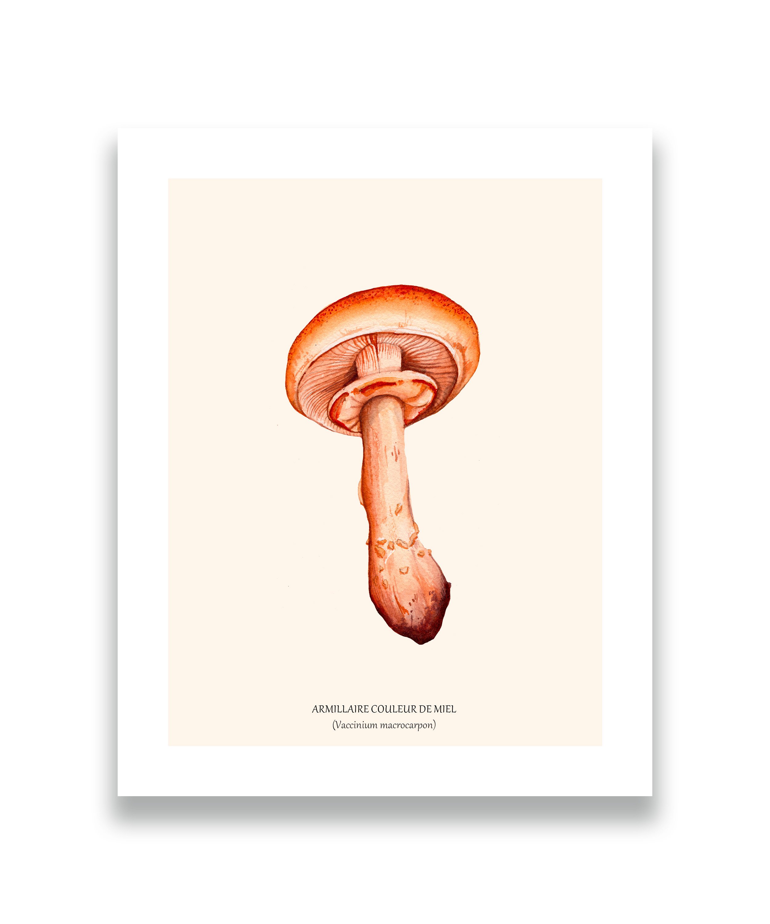 Mockup fond blanc armillaire.jpg