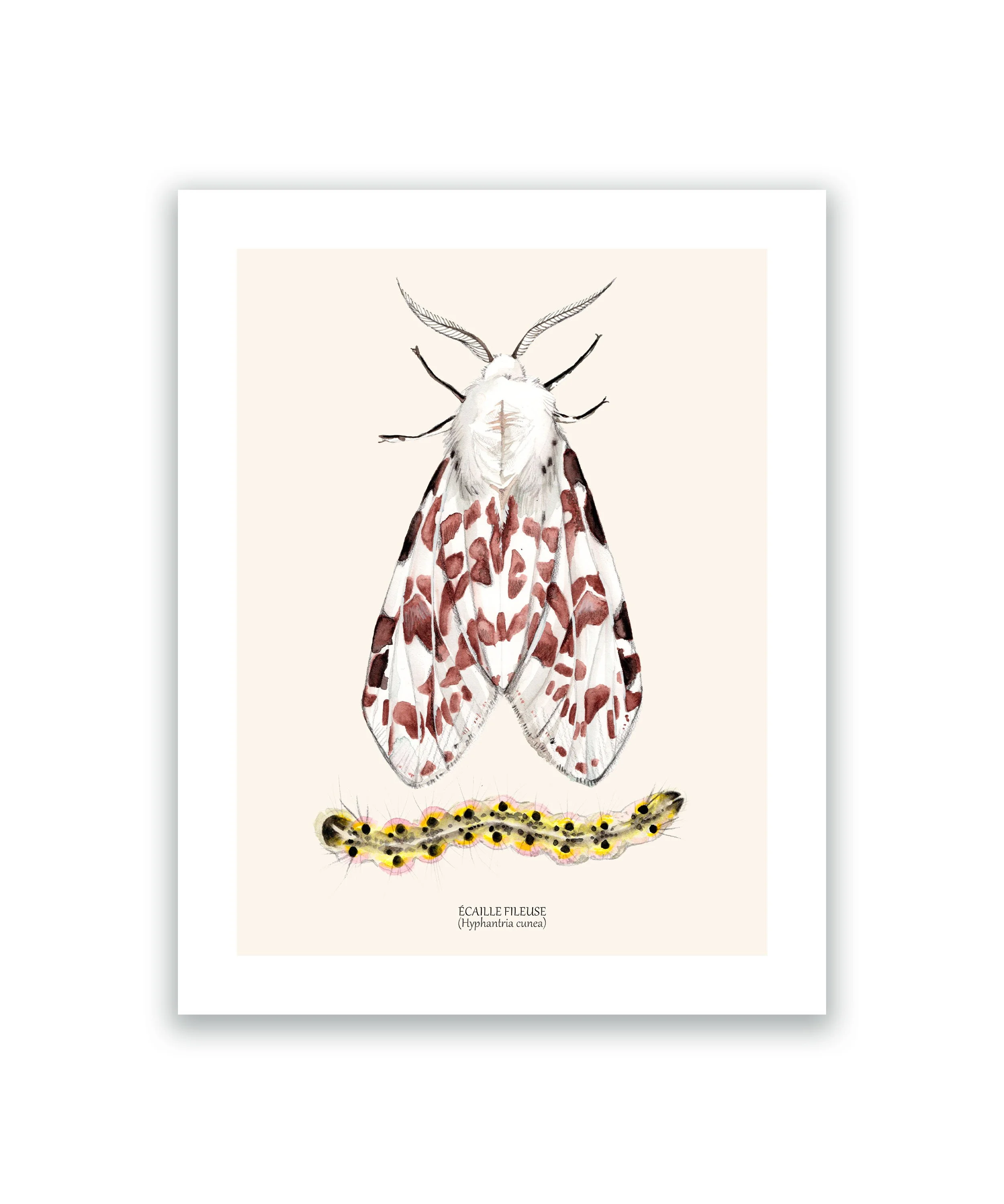 Papillon écaille fileuse cadre mockup blanc.jpg