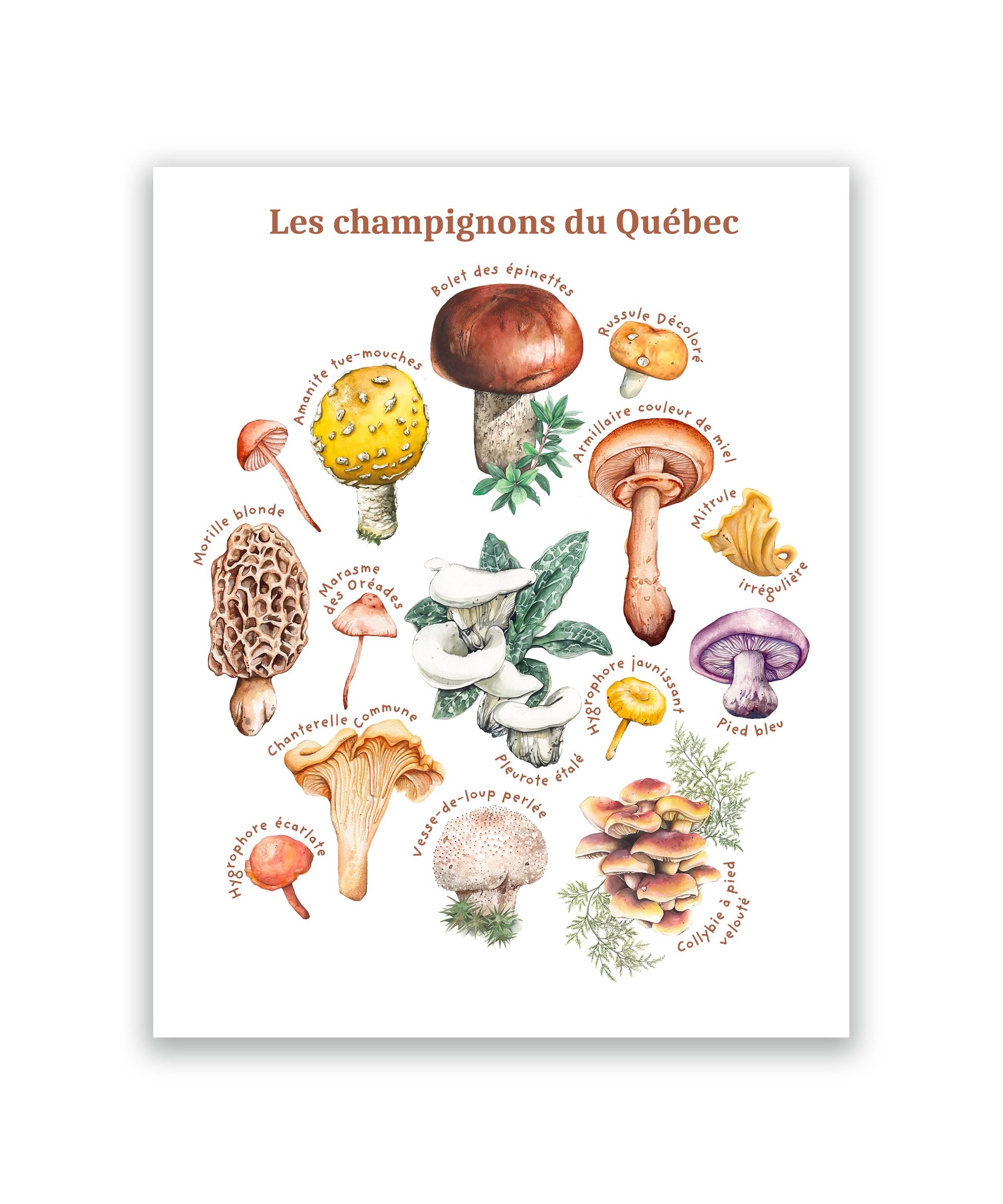 champignons du Québec 8x10.jpg