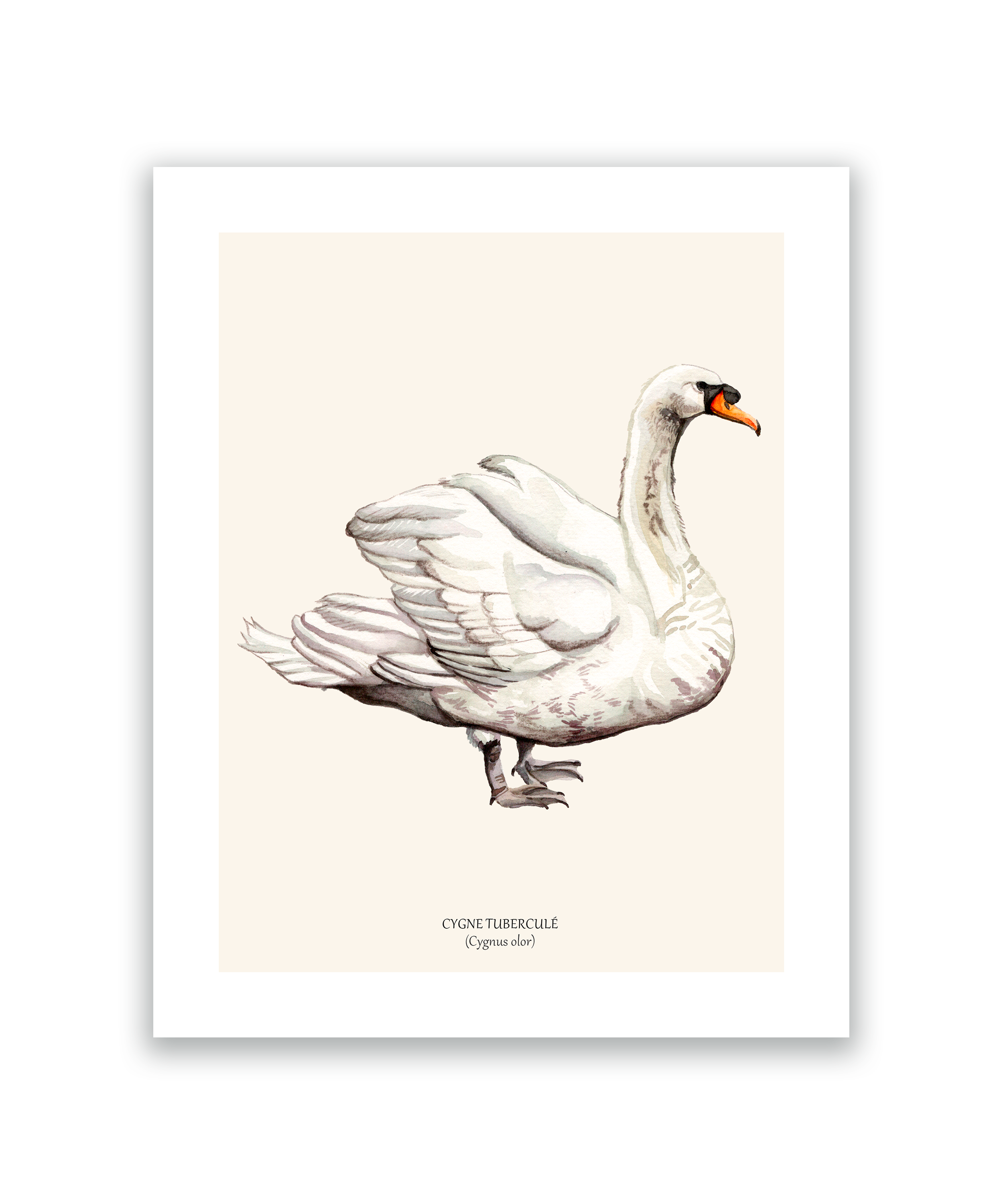 cygne.png
