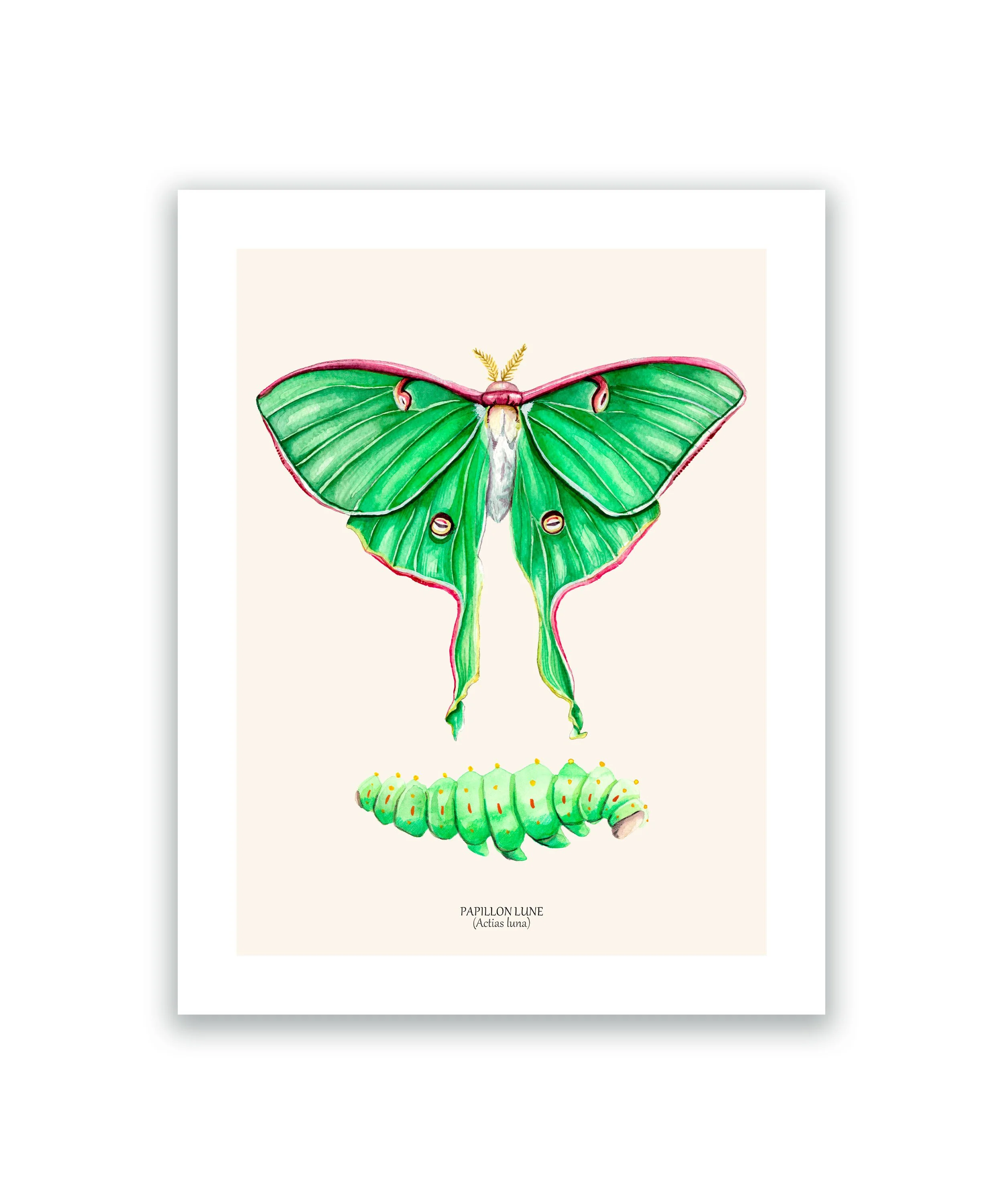 Papillon lune cadre blanc.jpg