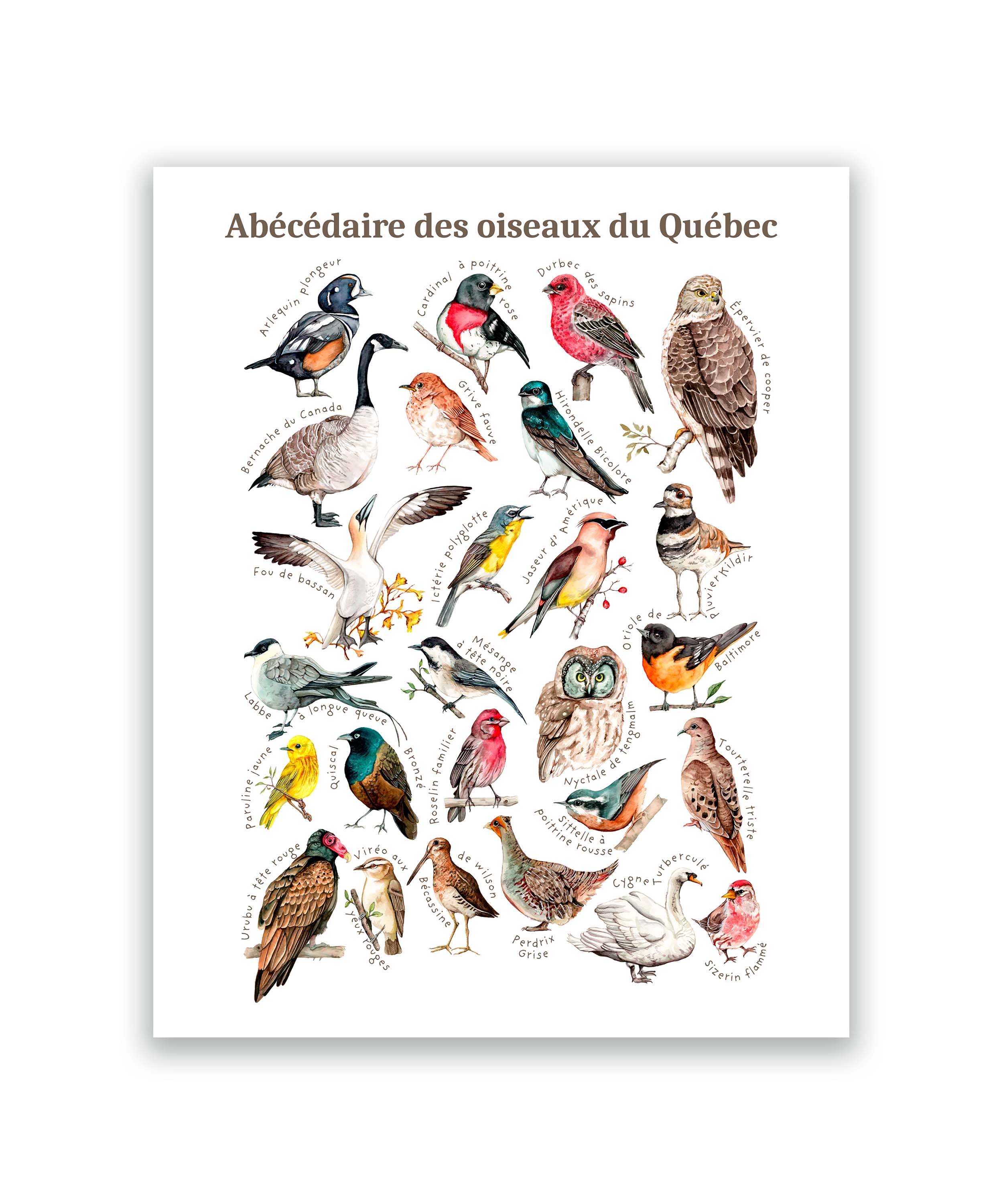 Oiseaux du Québec 8x10.jpg