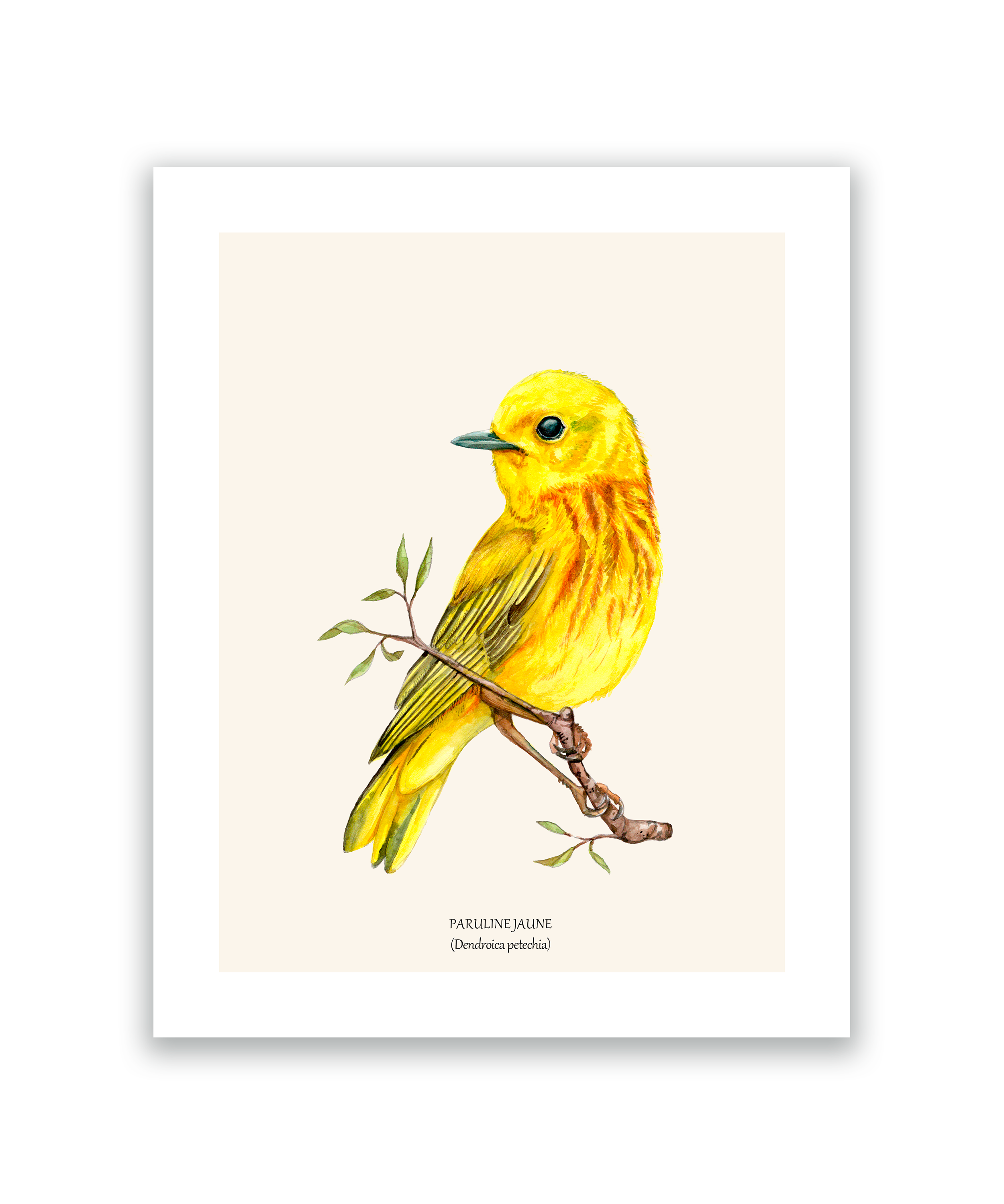 paruline jaune.png