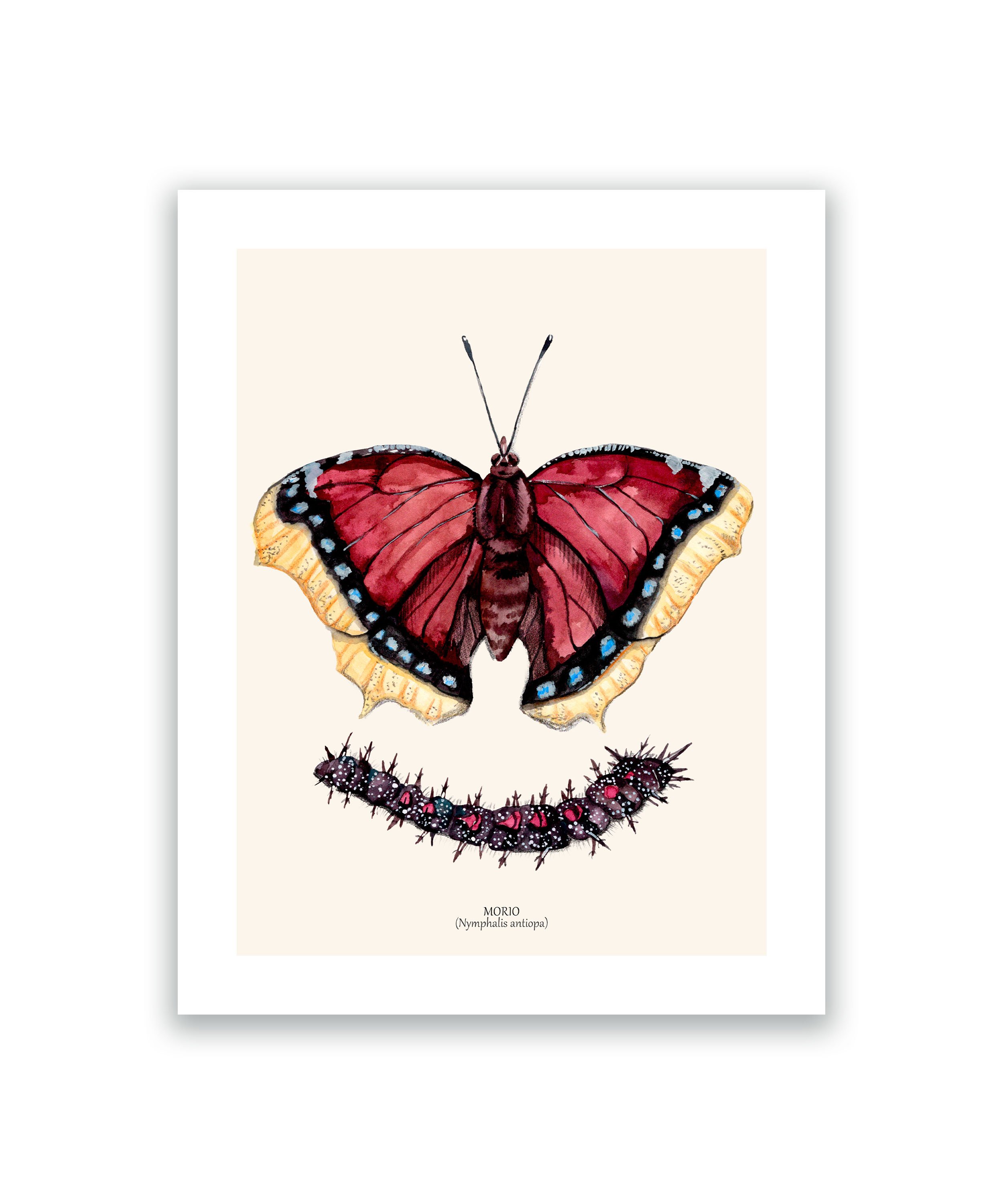 Papillon morio cadre blanc.jpg