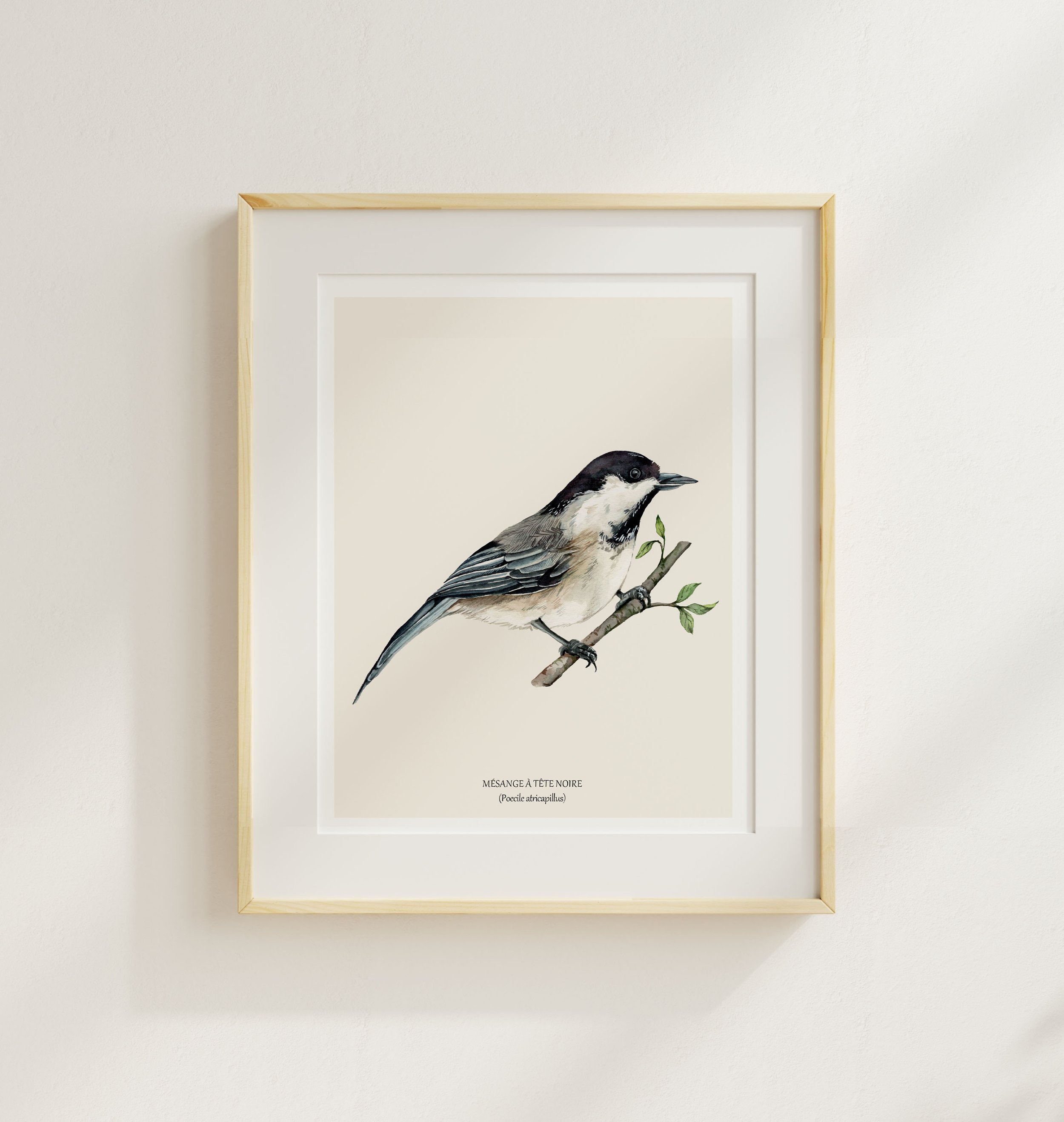 Mésange à tête noire.jpg