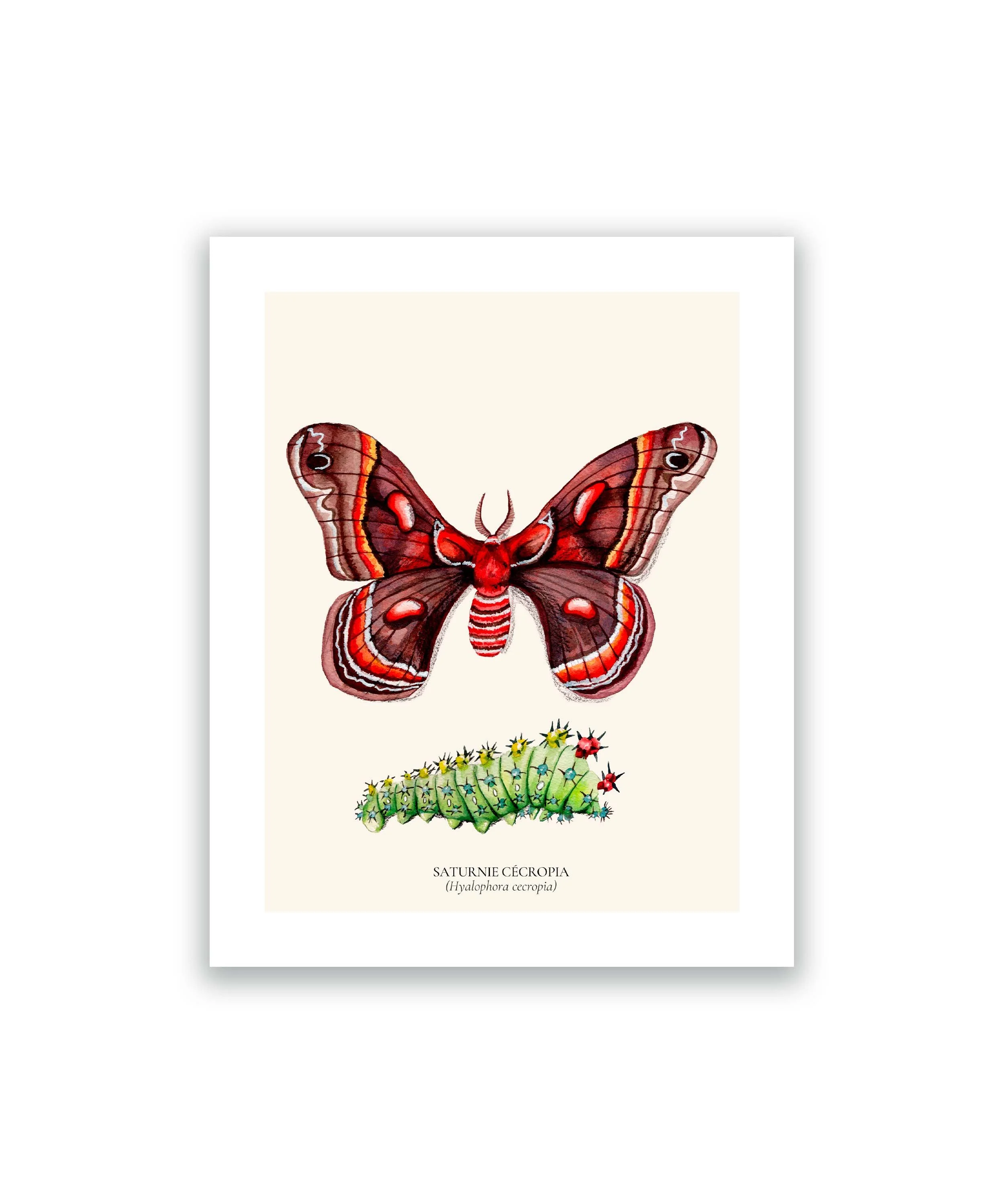 Papillon saturnie blanc.jpg