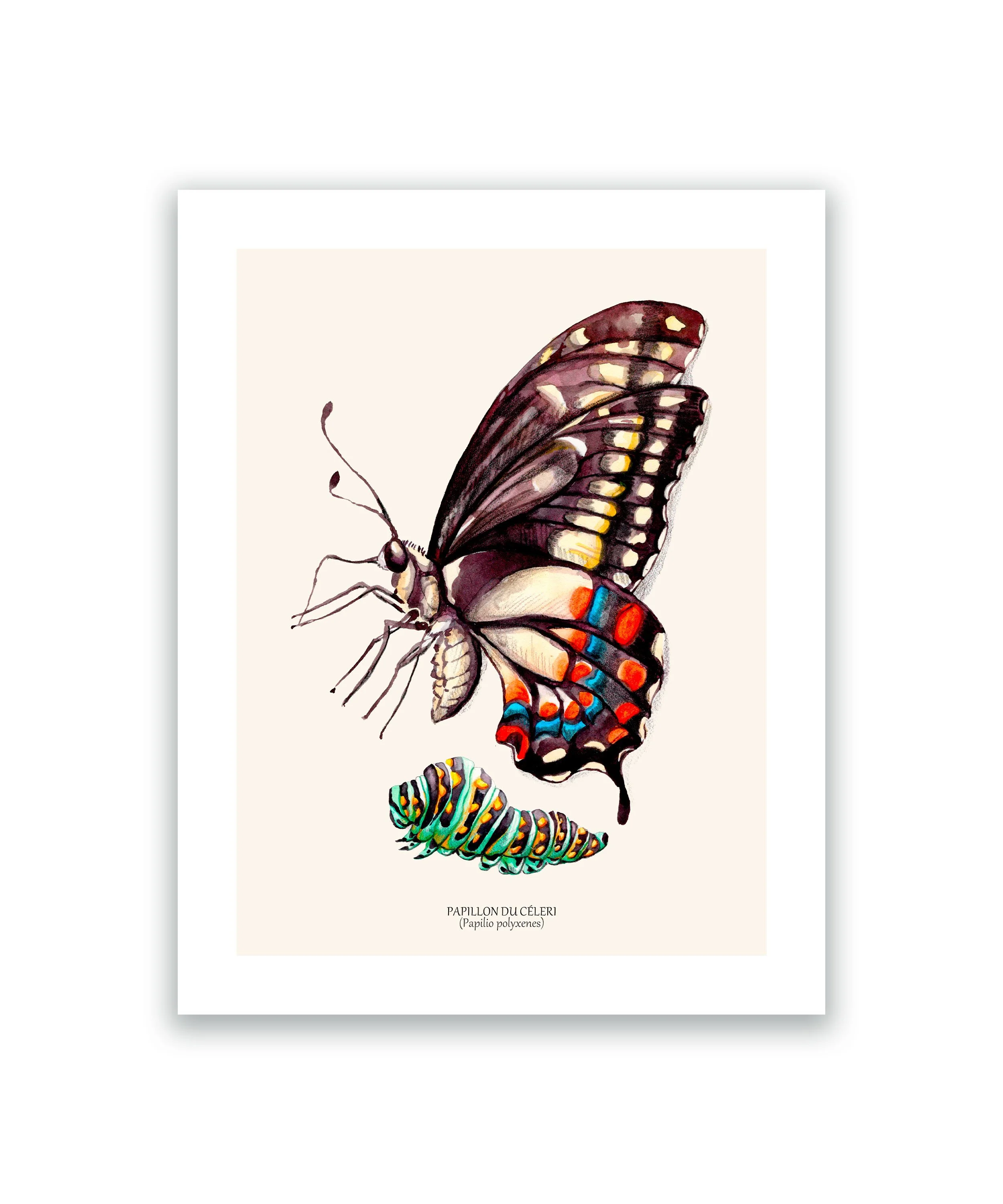 Papillon du céleri cadre mockup blanc.jpg