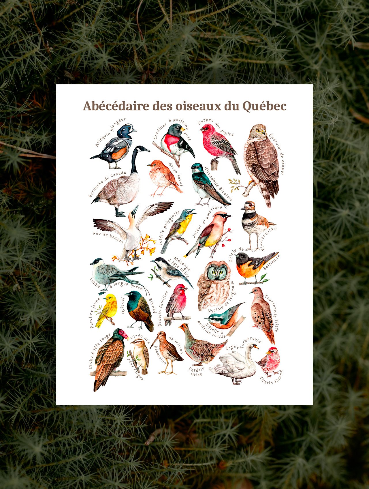 Abécédaire des oiseaux du Québec | affiche 8x10 pouces
