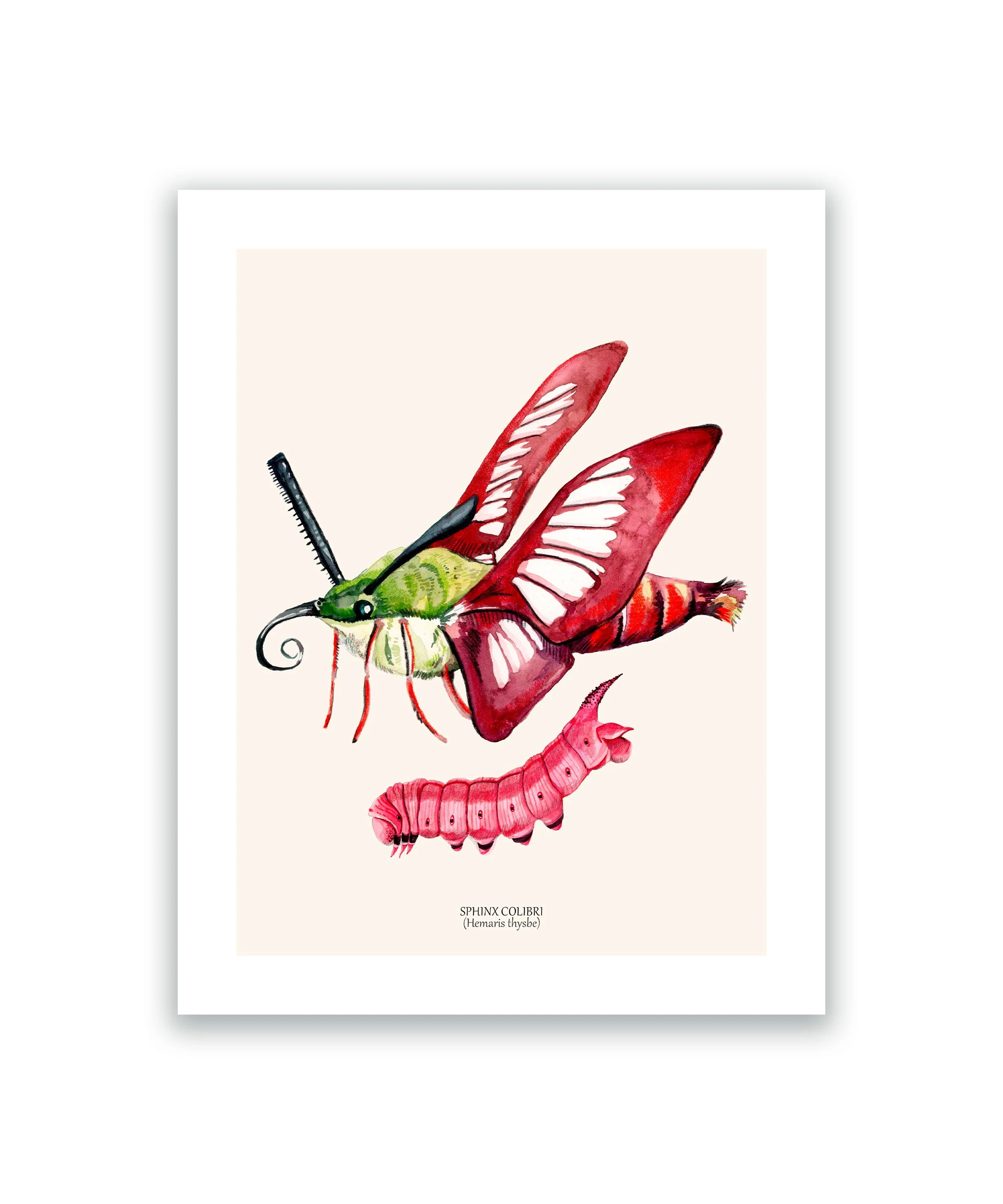Papillon sphinx colibri cadre mockup blanc.jpg