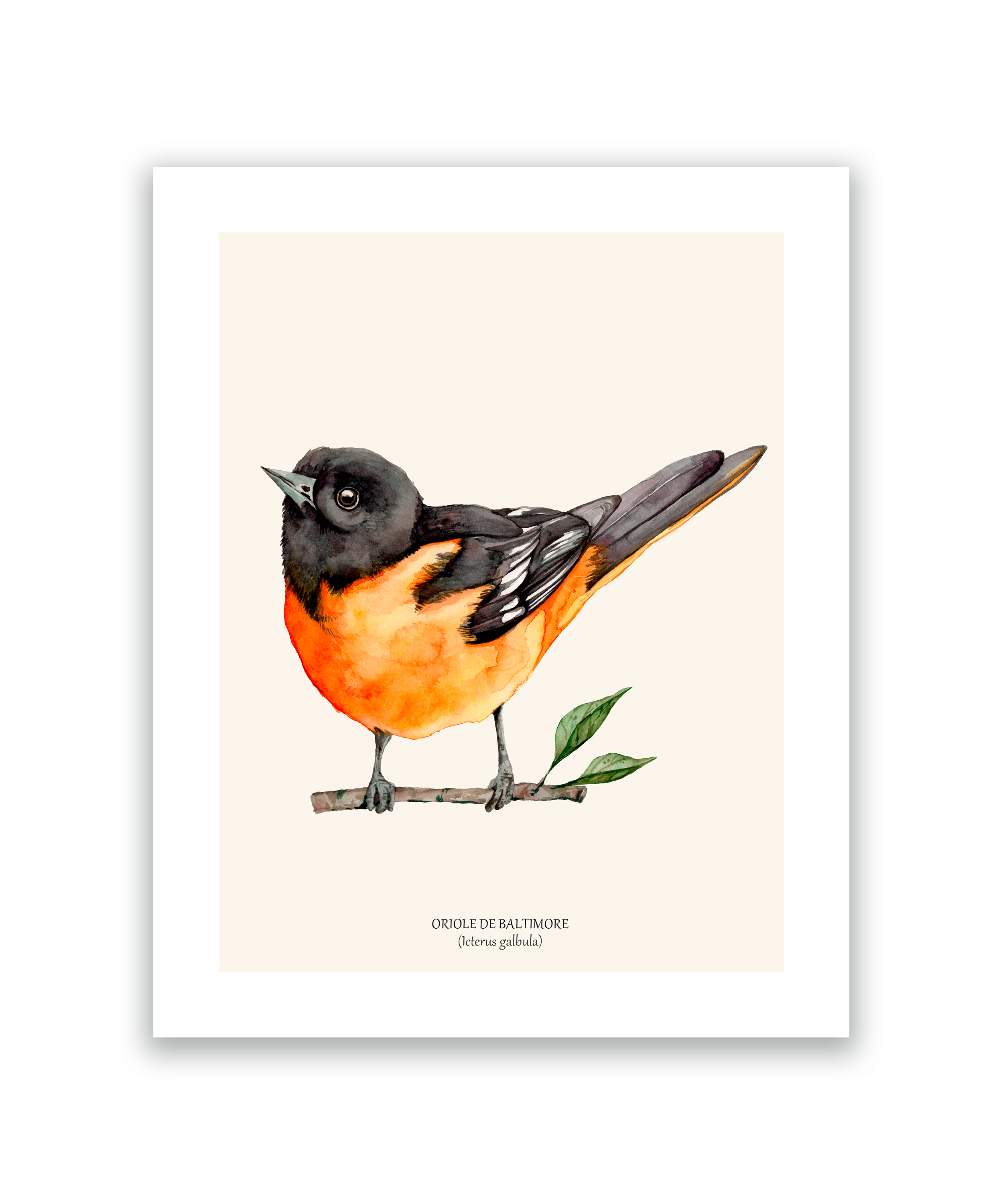 oriole de baltimore.png