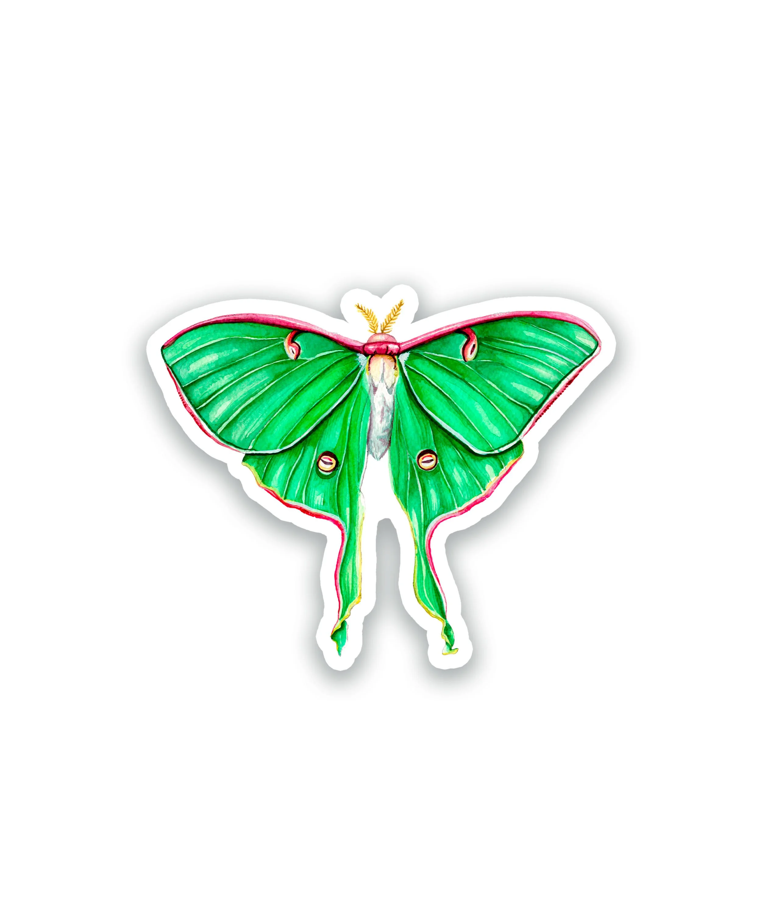 Papillon lune SW.jpg