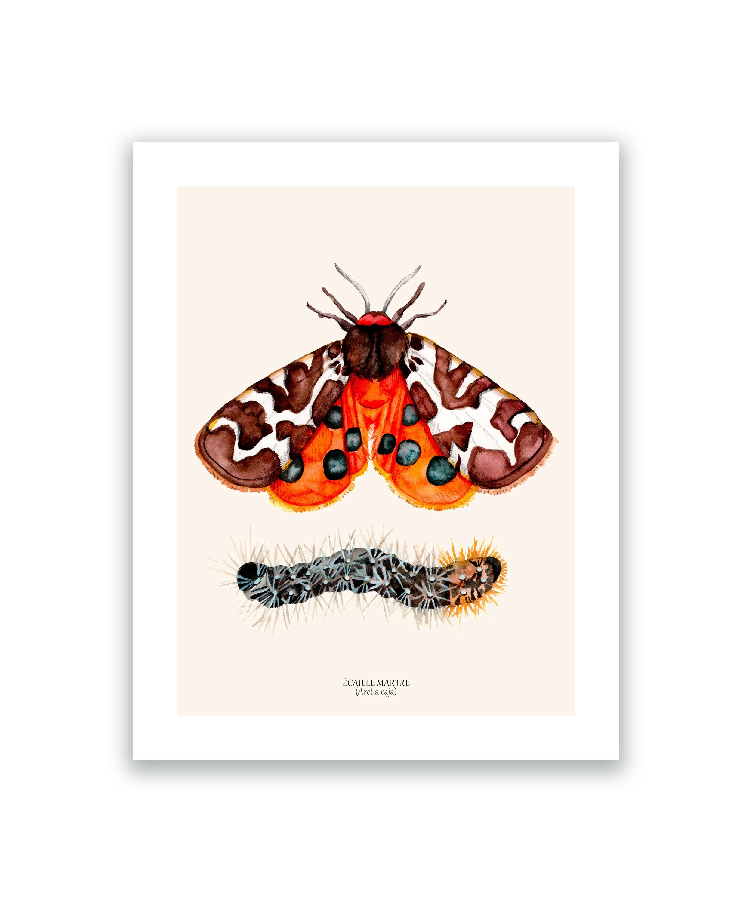 Papillon écaille martre cadre blanc.jpg
