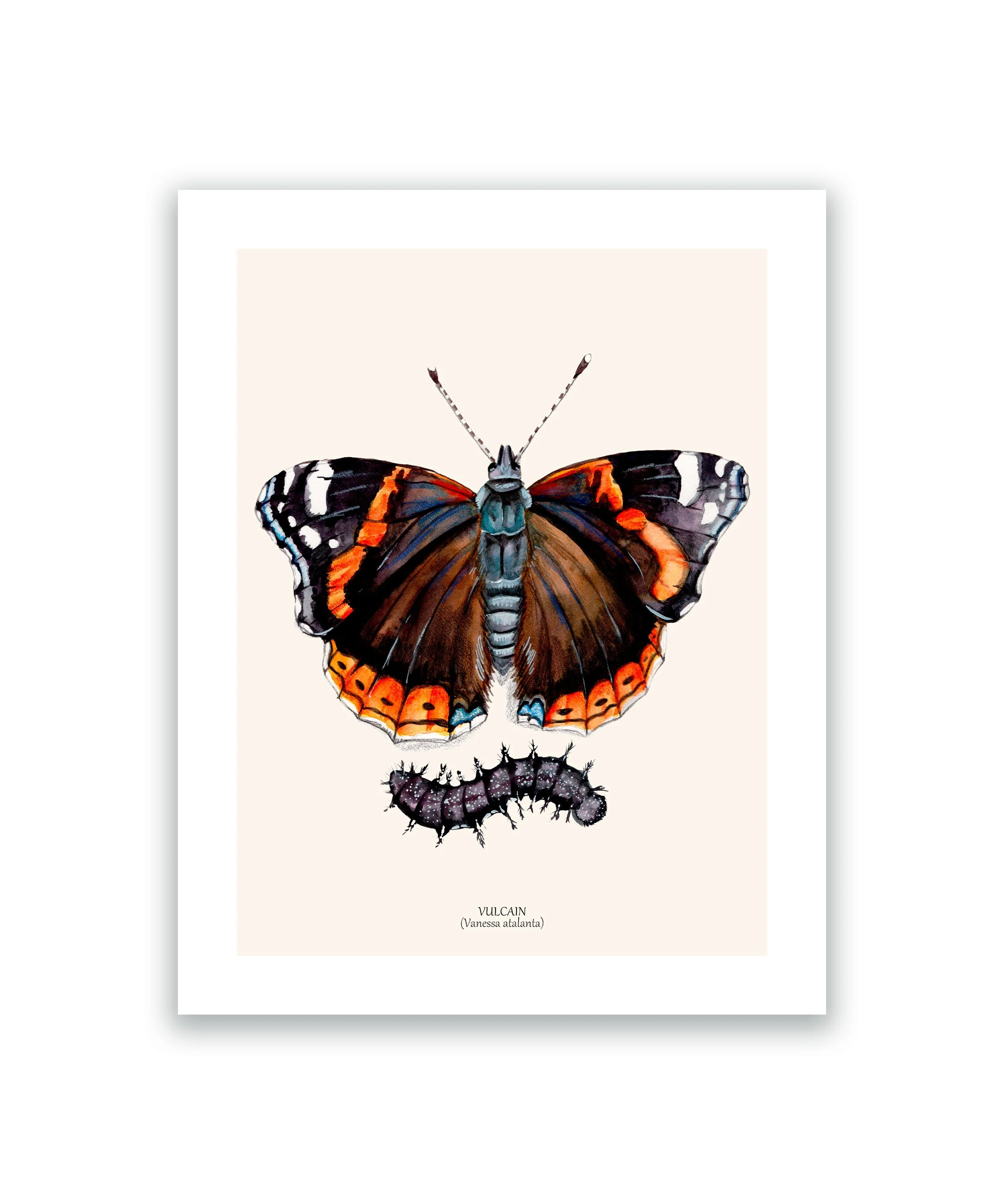 Papillon vulcain cadre blanc.jpg