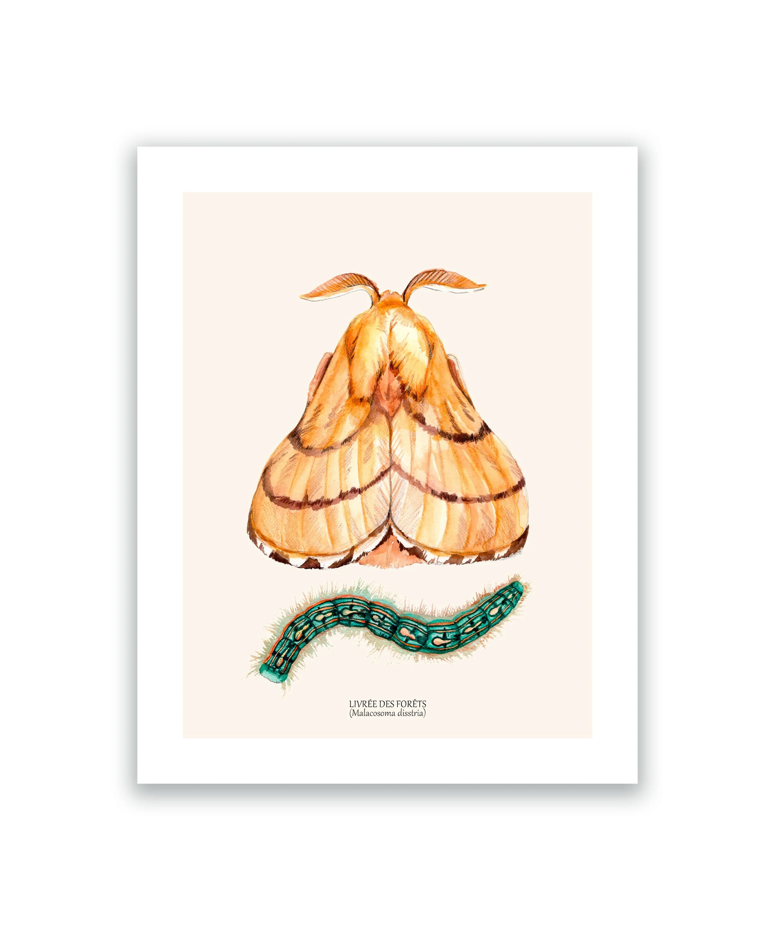 Papillon Livrée des forêts cadre mockup blanc.jpg