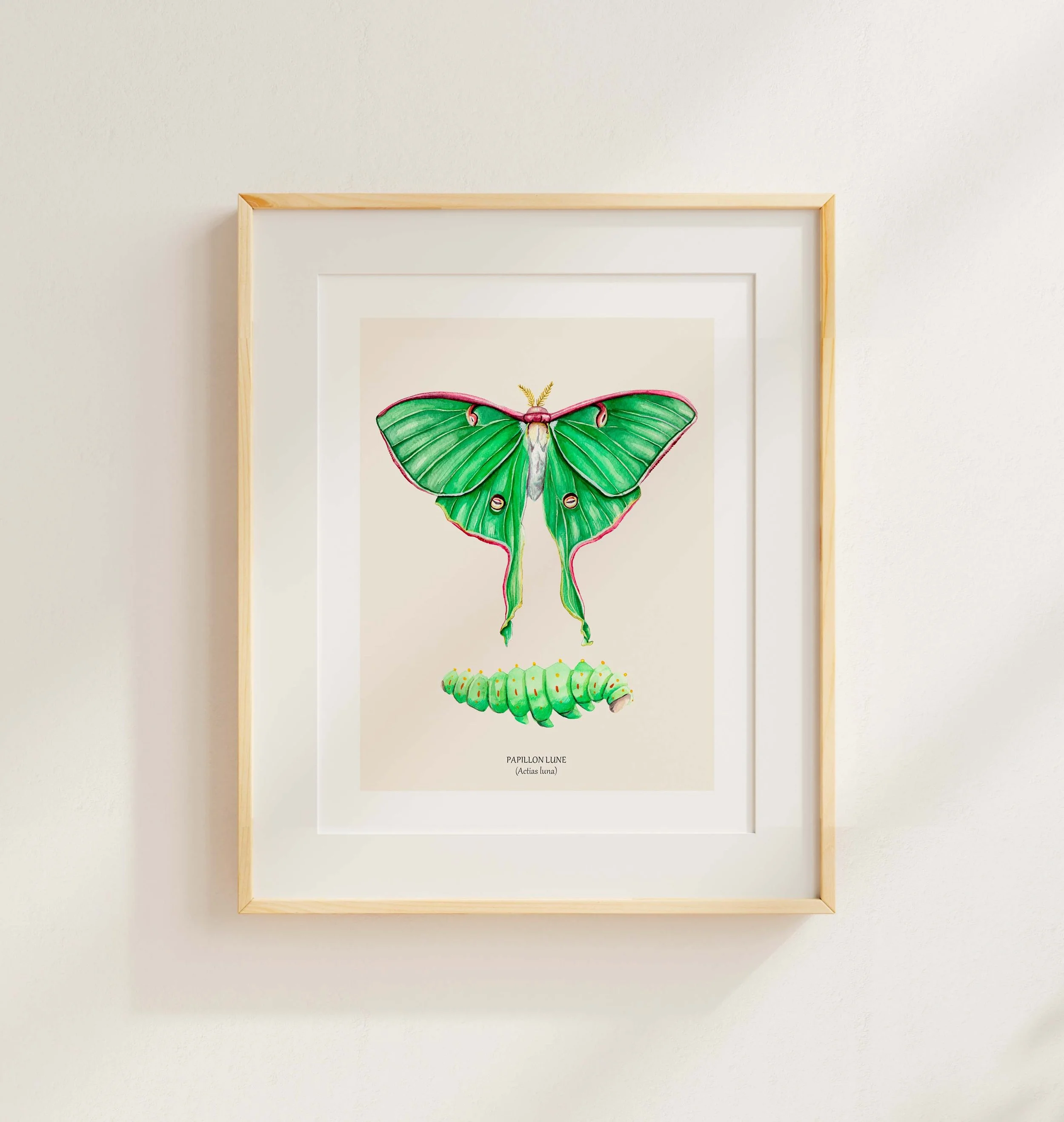 Papillon lune cadre.jpg