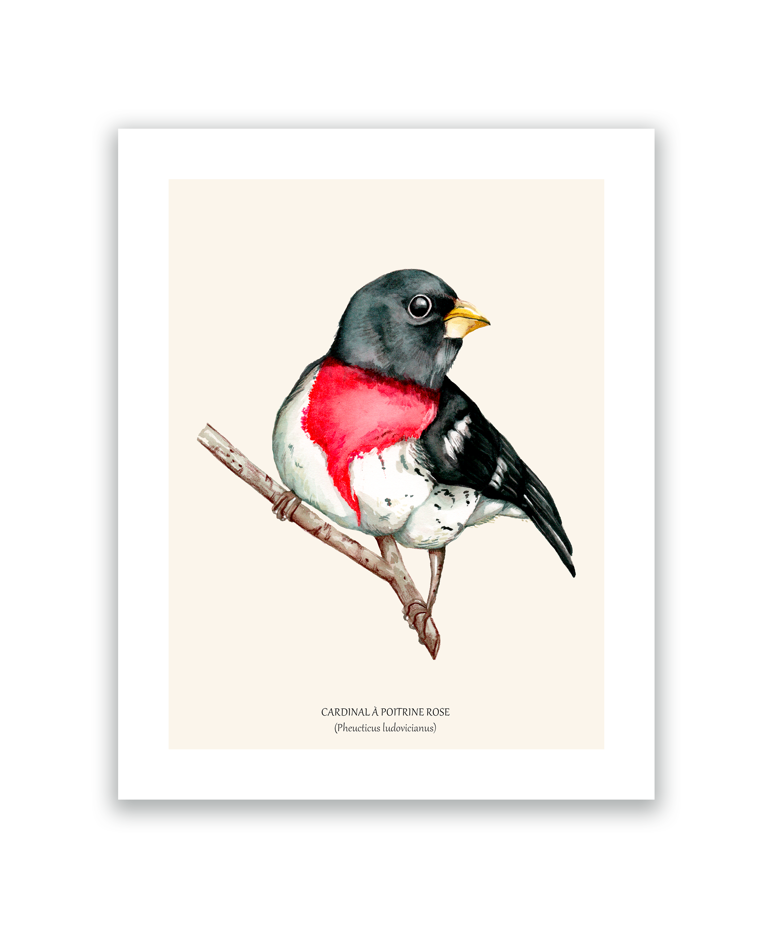cardinal à poitrine rose.png