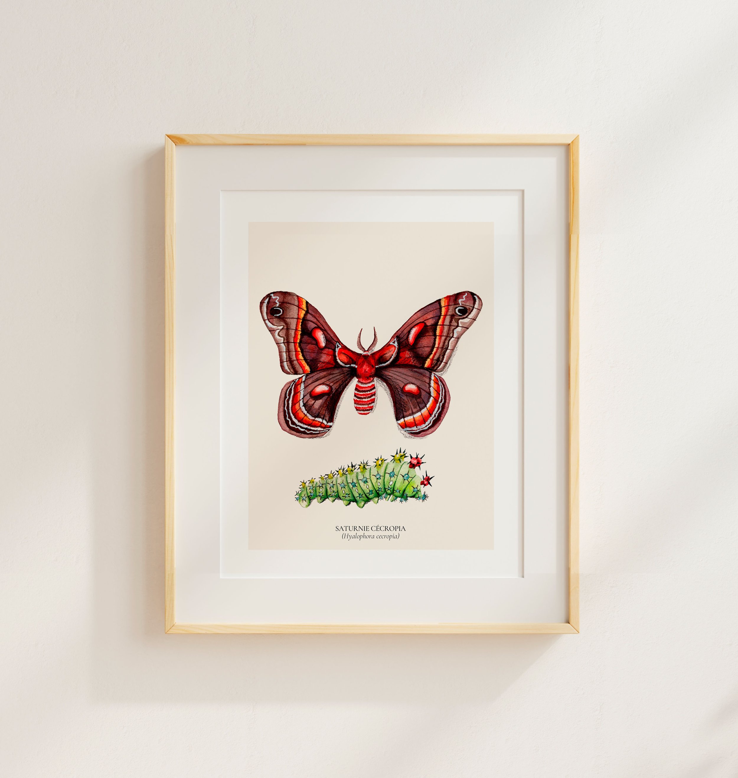 Papillon saturnie cadre.jpg