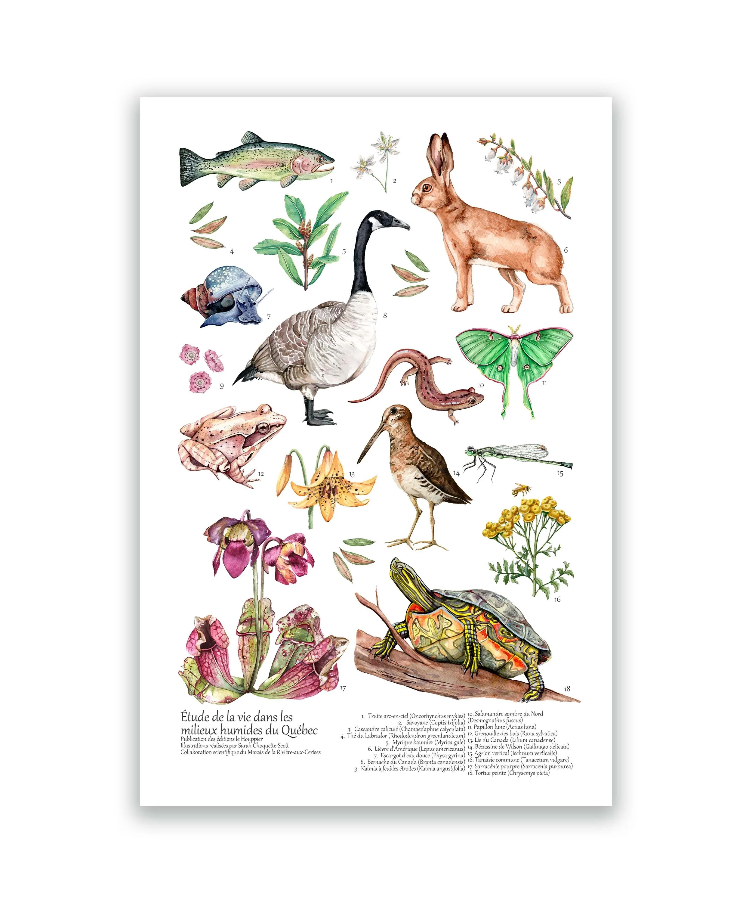 MOCKUP image SW affiche marais fond blanc.jpg